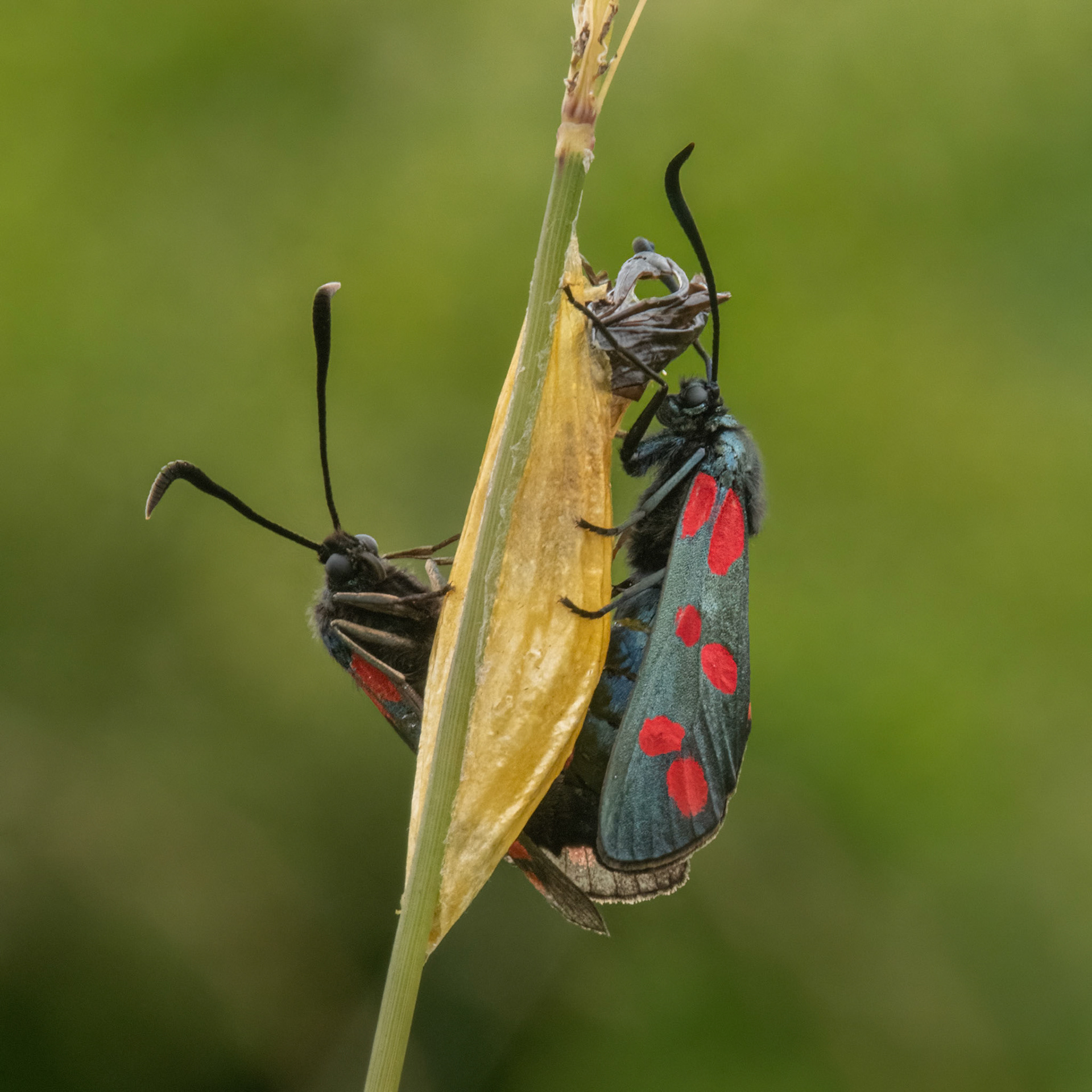 Six-spot Burnet moths