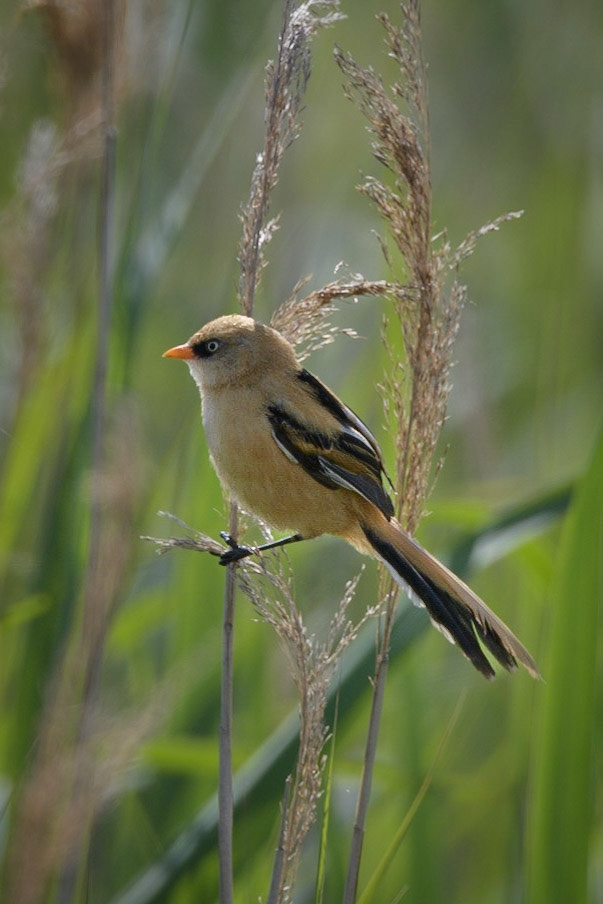 Juvenile Bearded tit