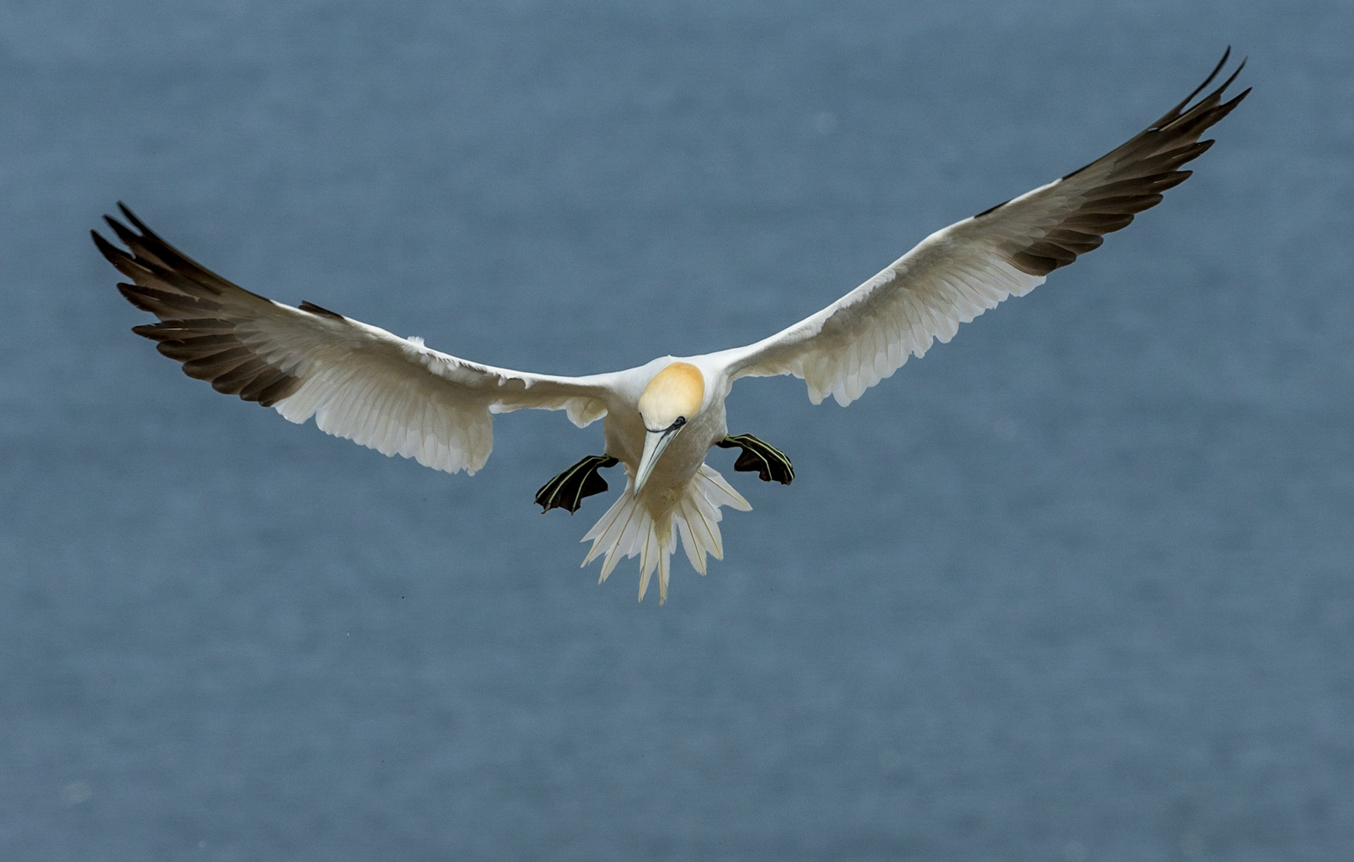 Gannet