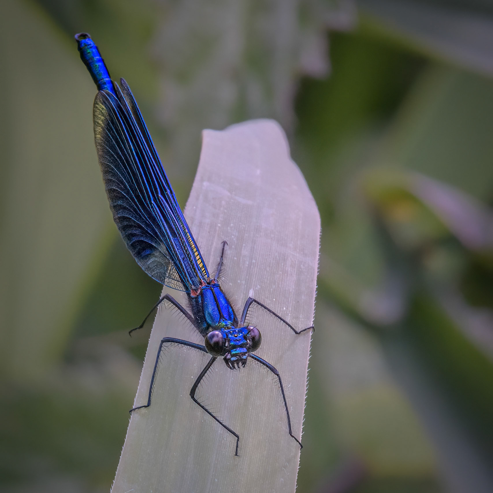 Banded demoiselle (f)