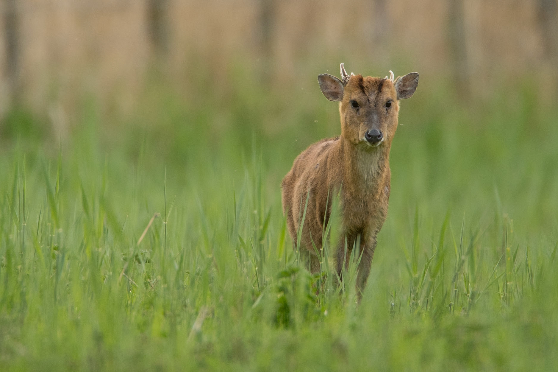 Munjac Deer