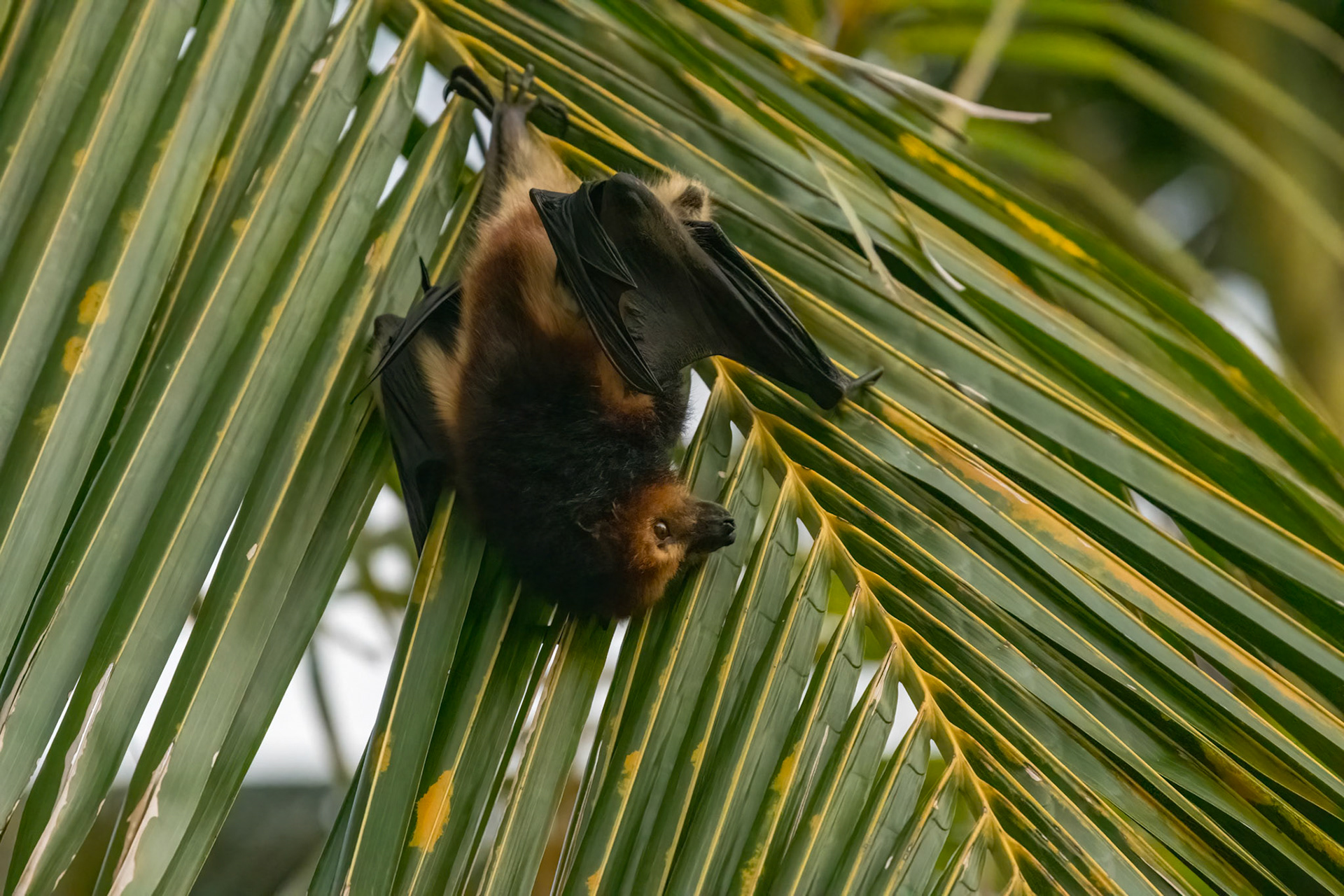 Fruit bat