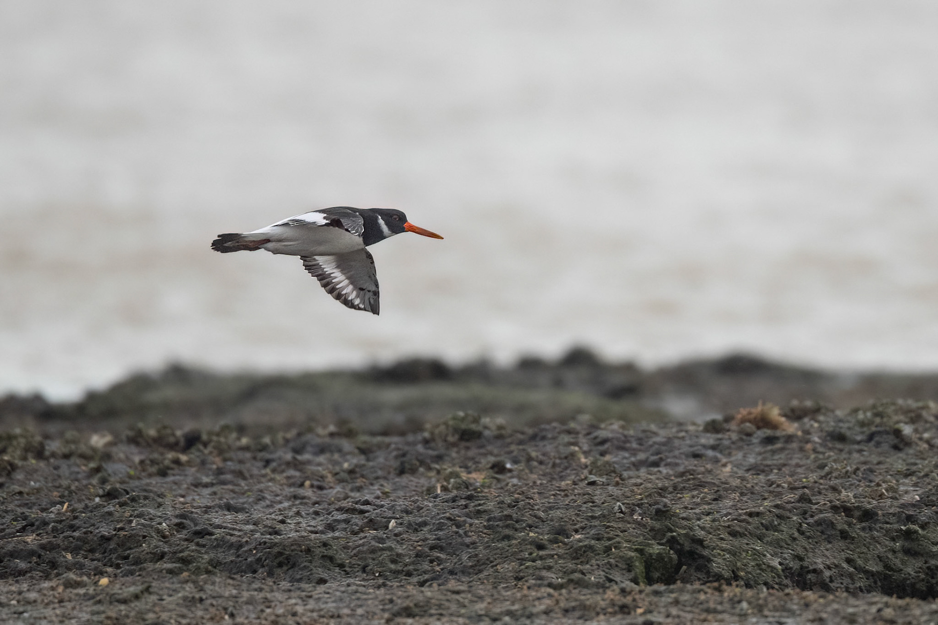 Oystercatcher
