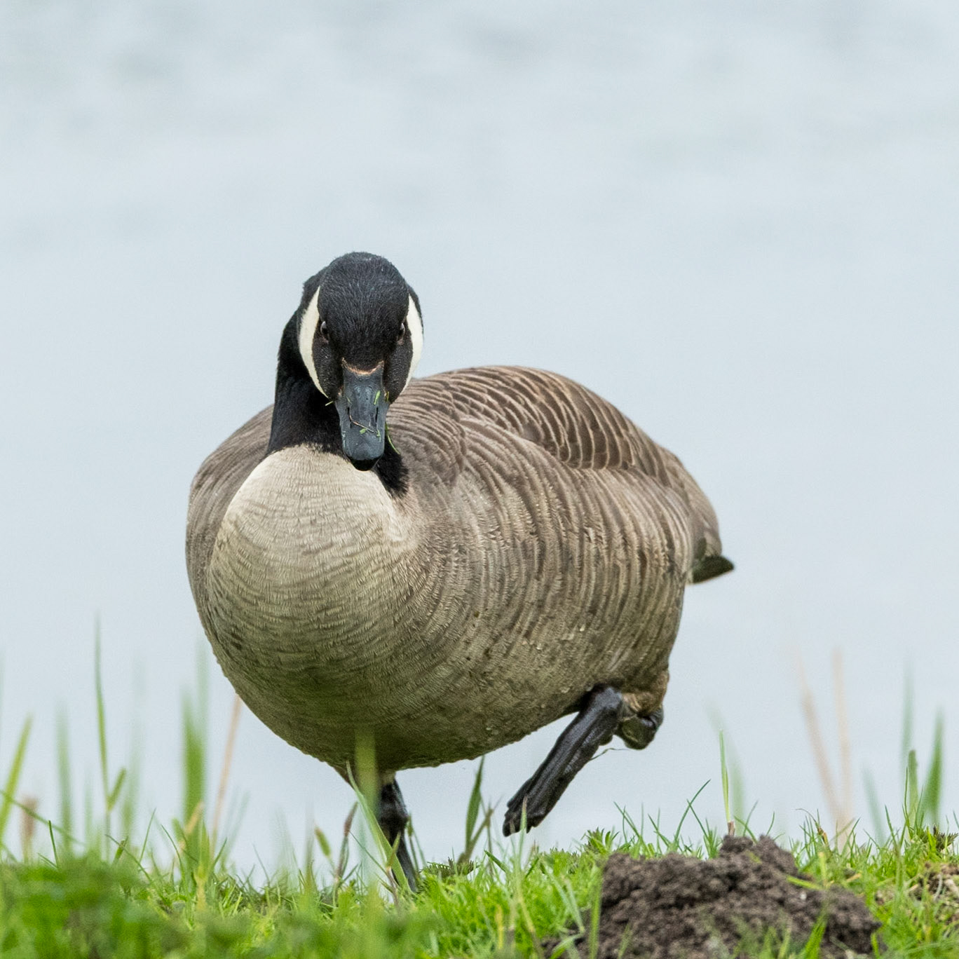 Canada Goose Goose