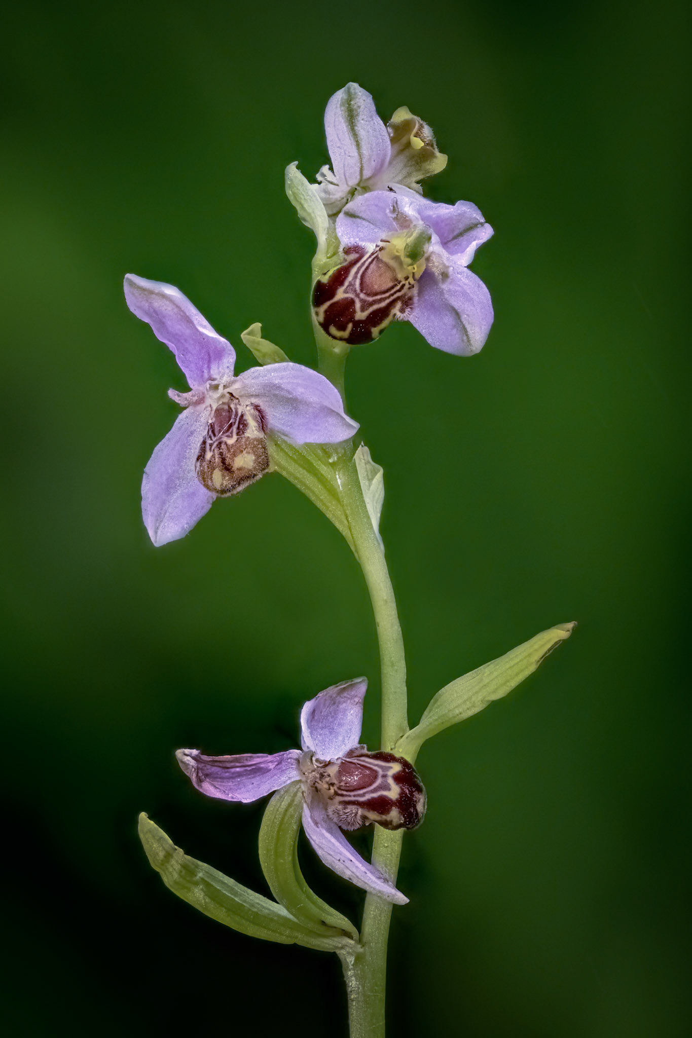 Bee orchid