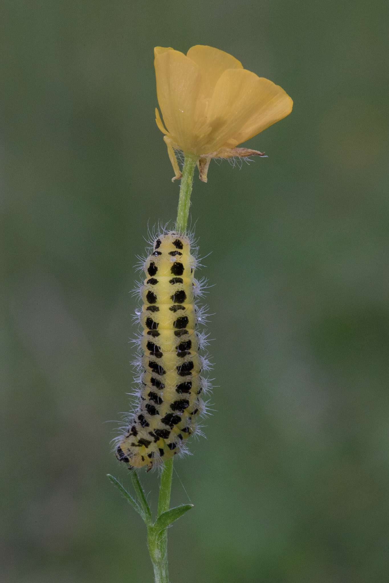 Six-spot Burnet moth caterpillar