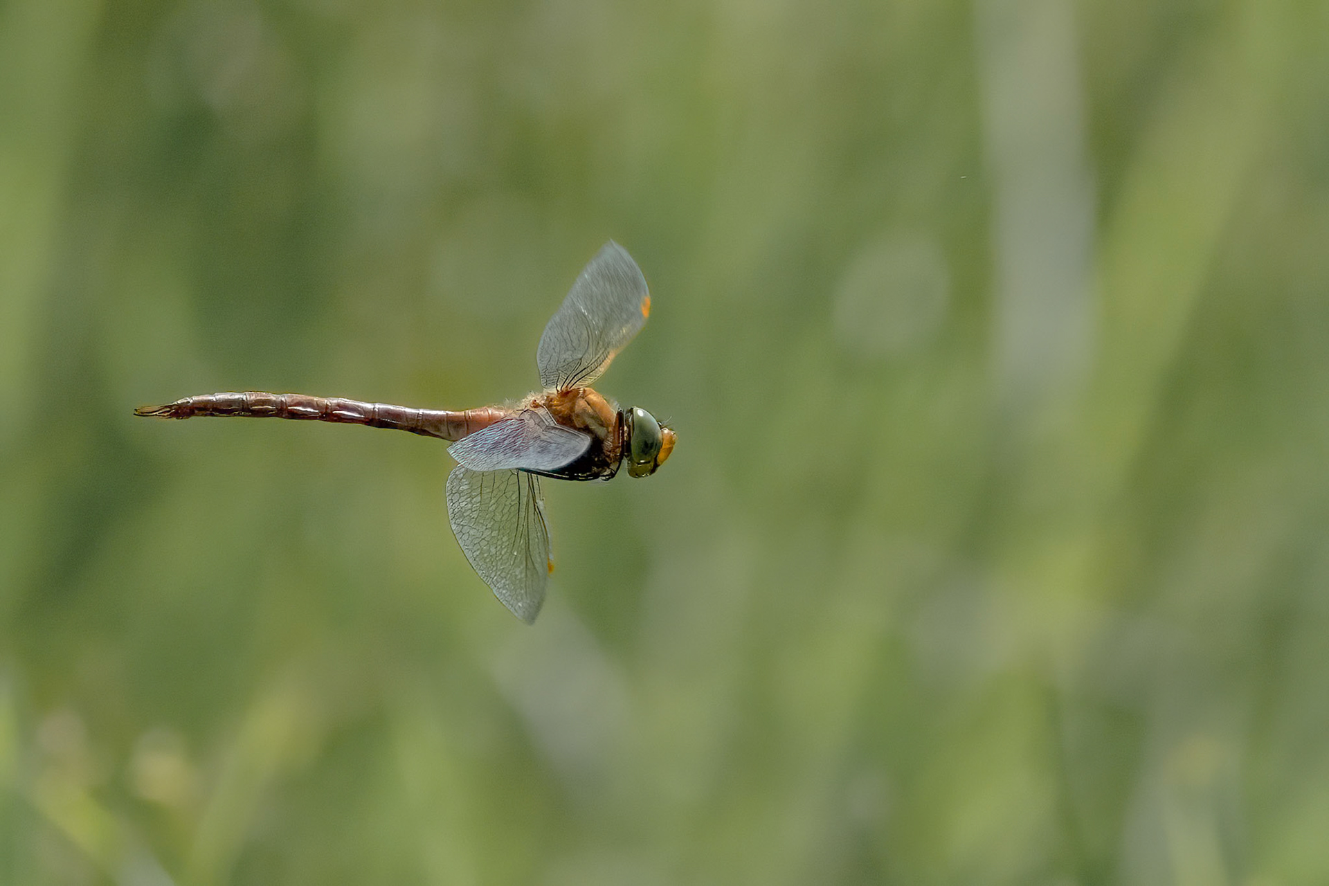 Norfolk Hawker in flight