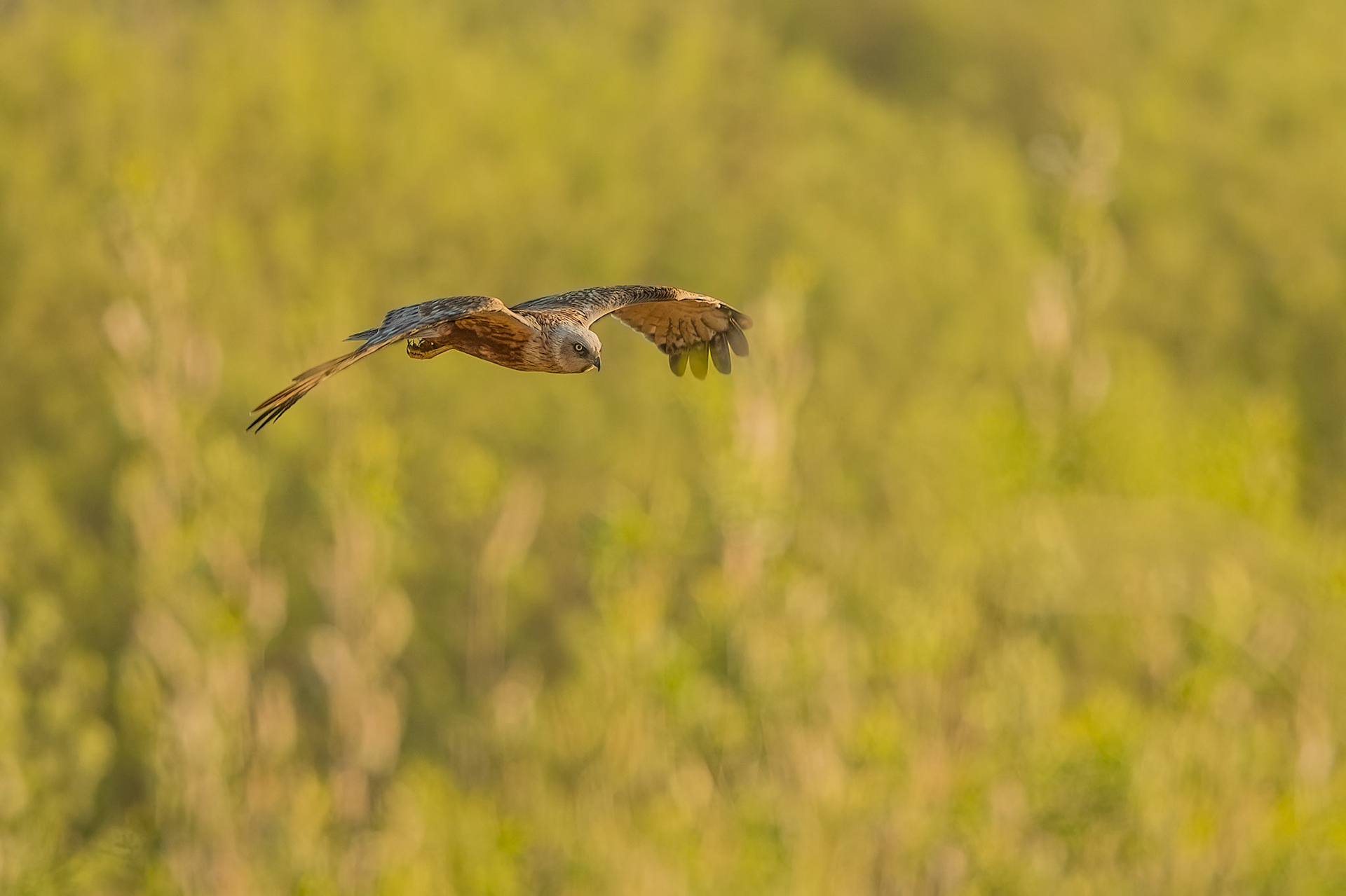 Marsh Harrier (m)