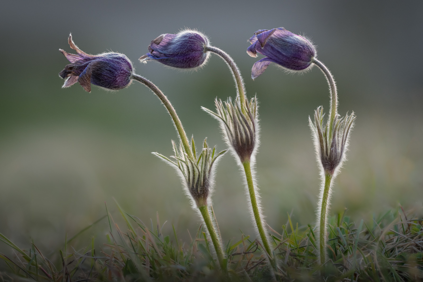 01 | Pasque Flowers at sunset 