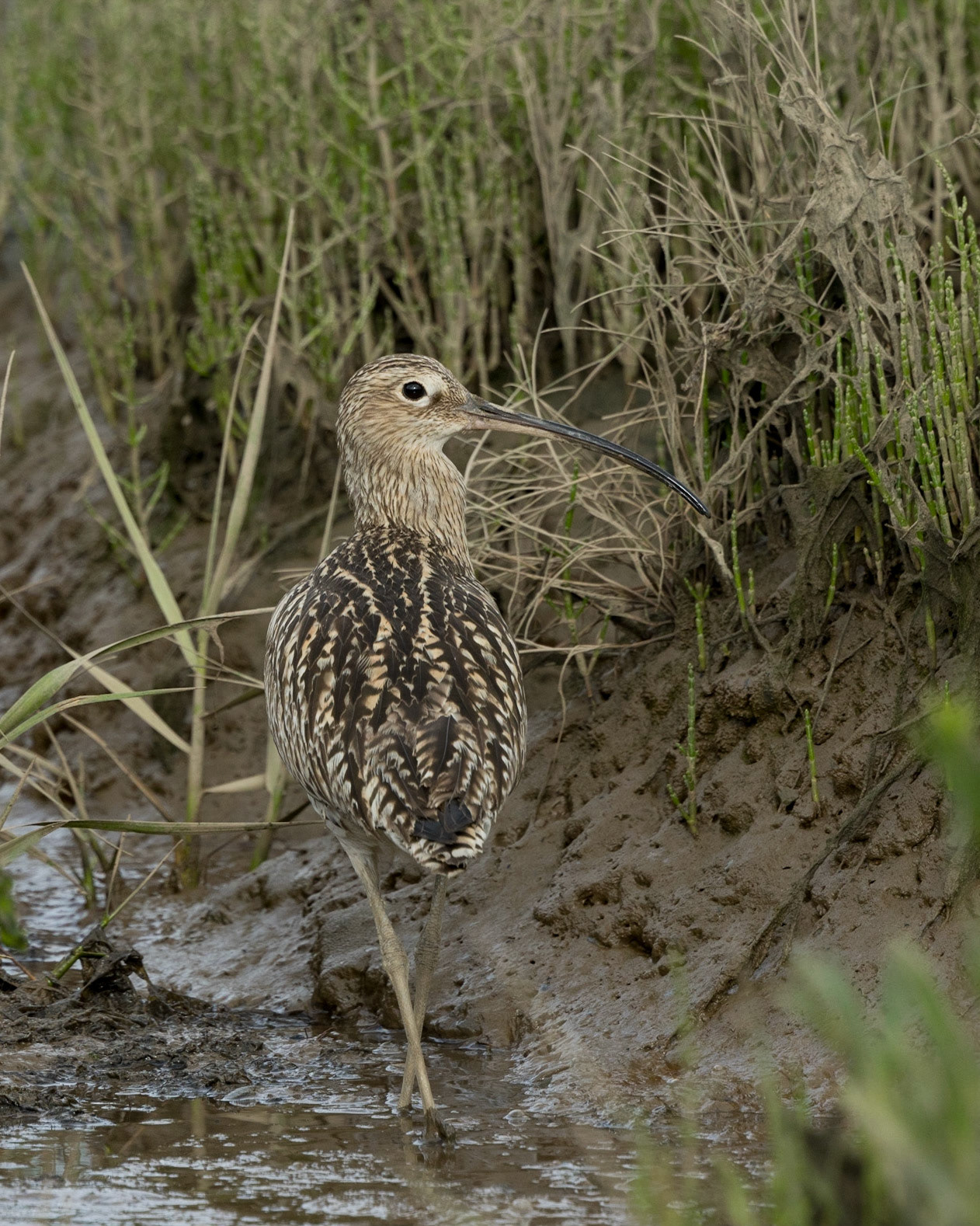 Curlew