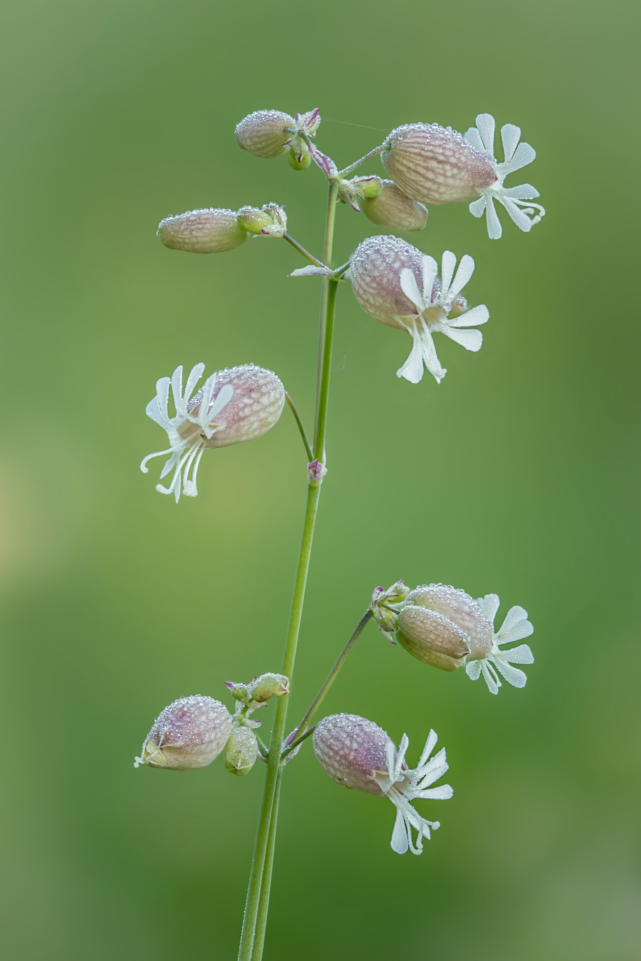 Bladder campion