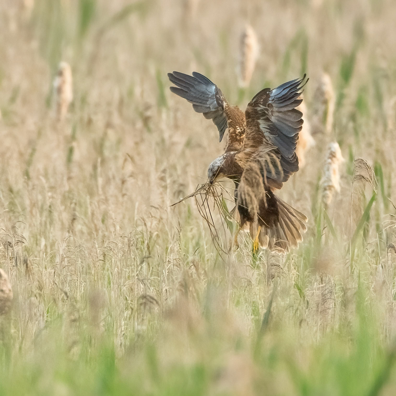 Marsh Harrier (f)