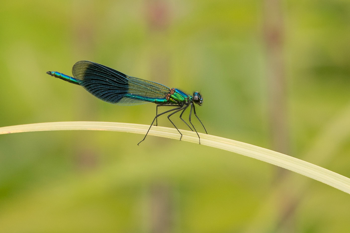 Blue-tailed damselfly (f)