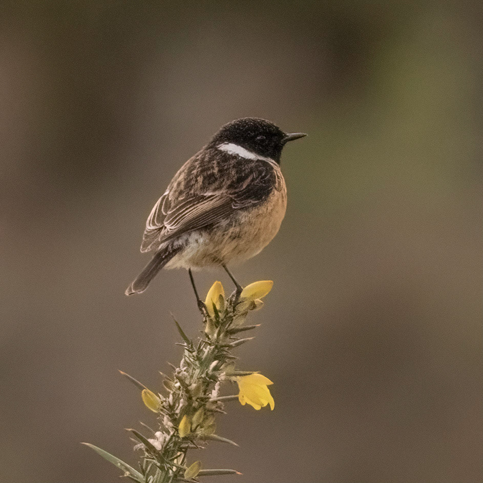 European stonechat (f)