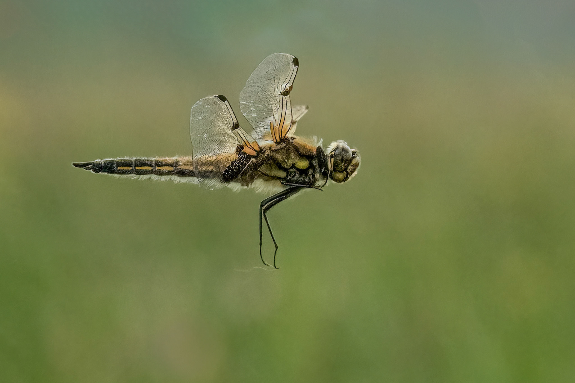 Four-spotted Chaser (m) in flight