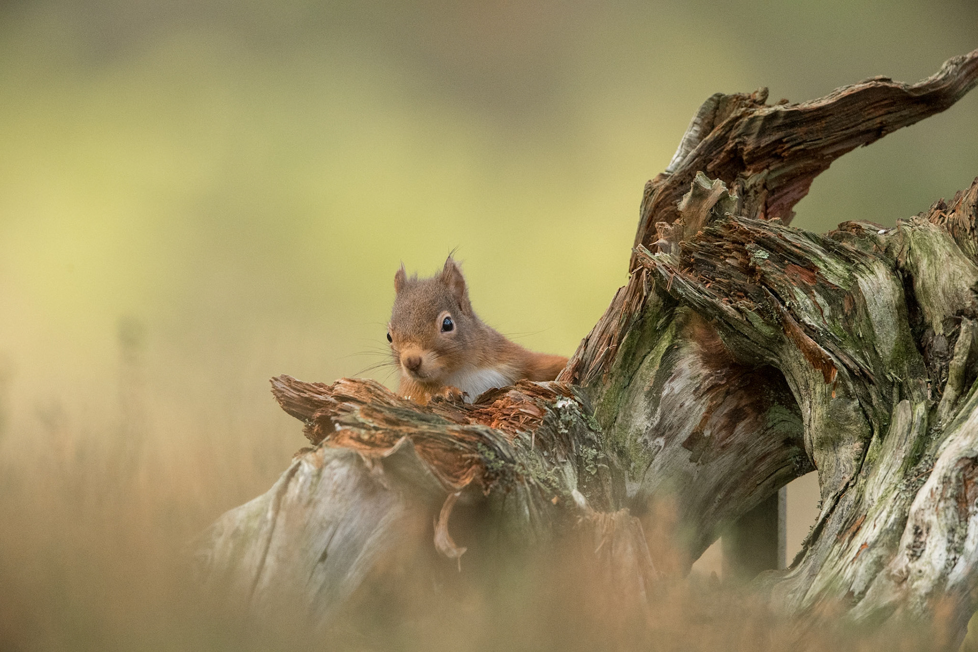 Red Squirrel