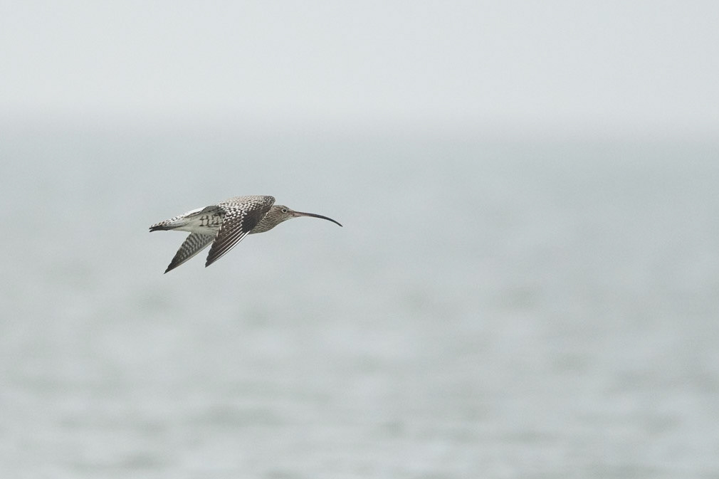 Curlew