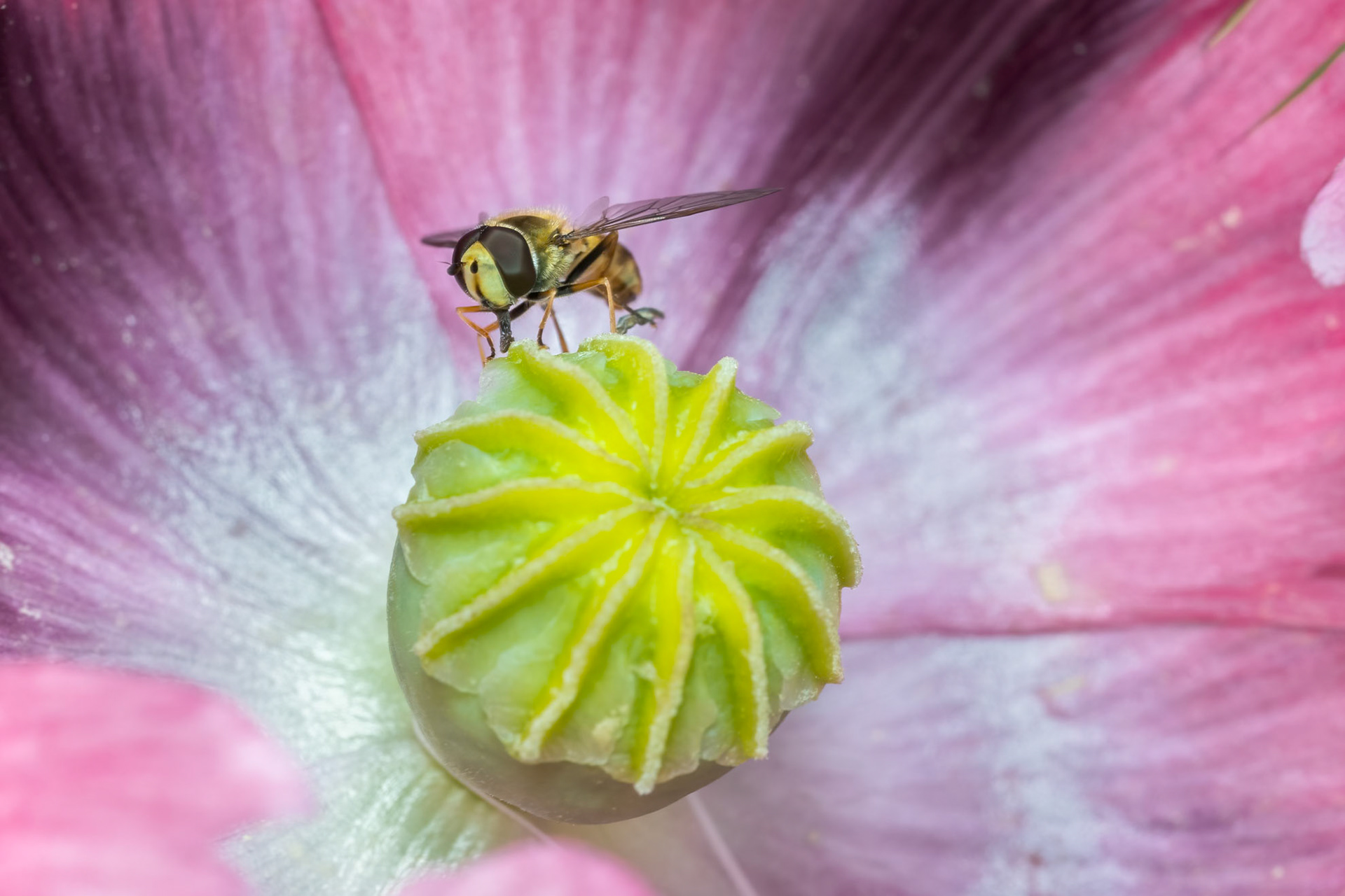 Migrant hoverfly