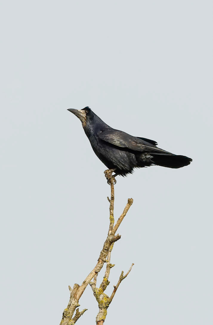 Rook
