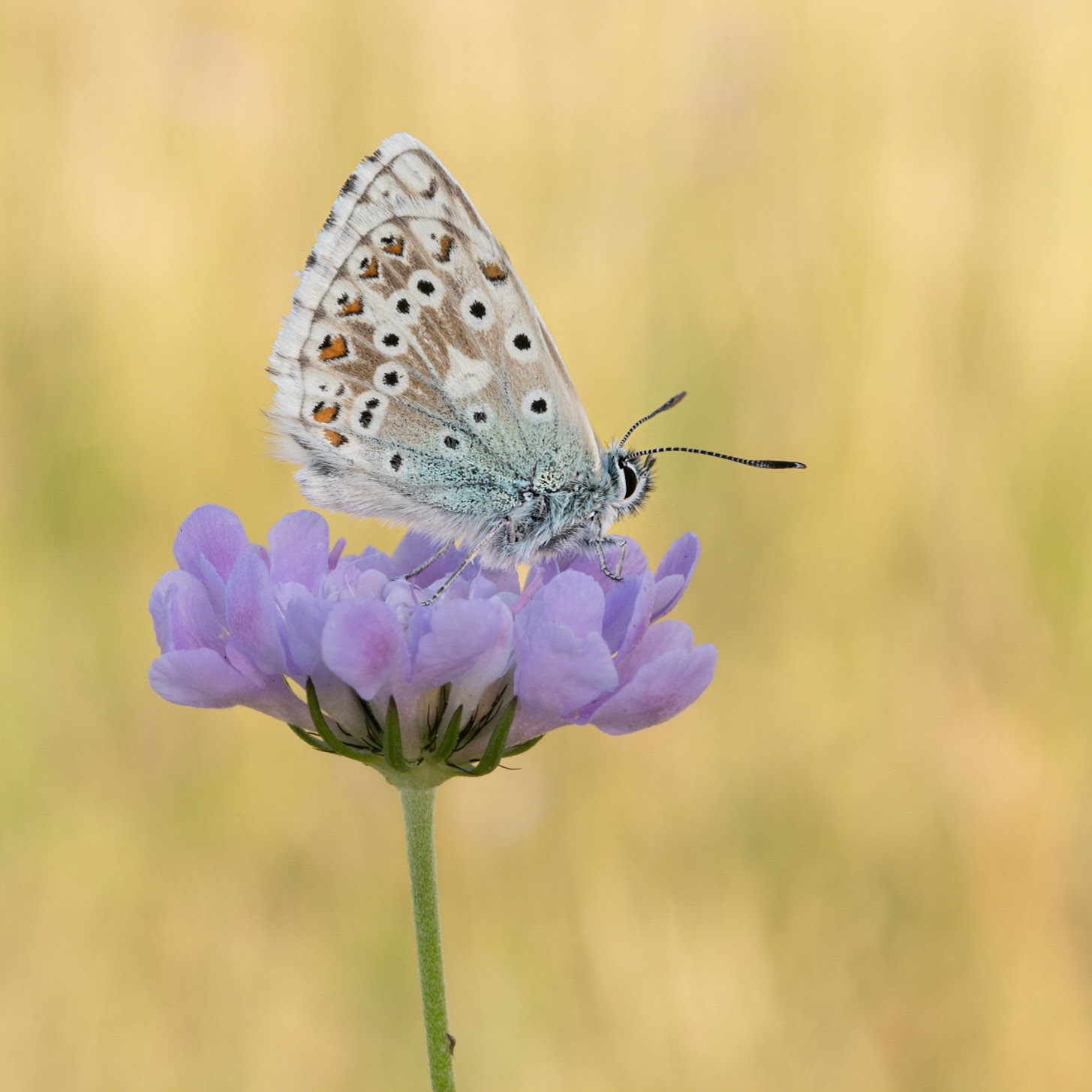 Chalkhill Blue (m) on Field Scabious