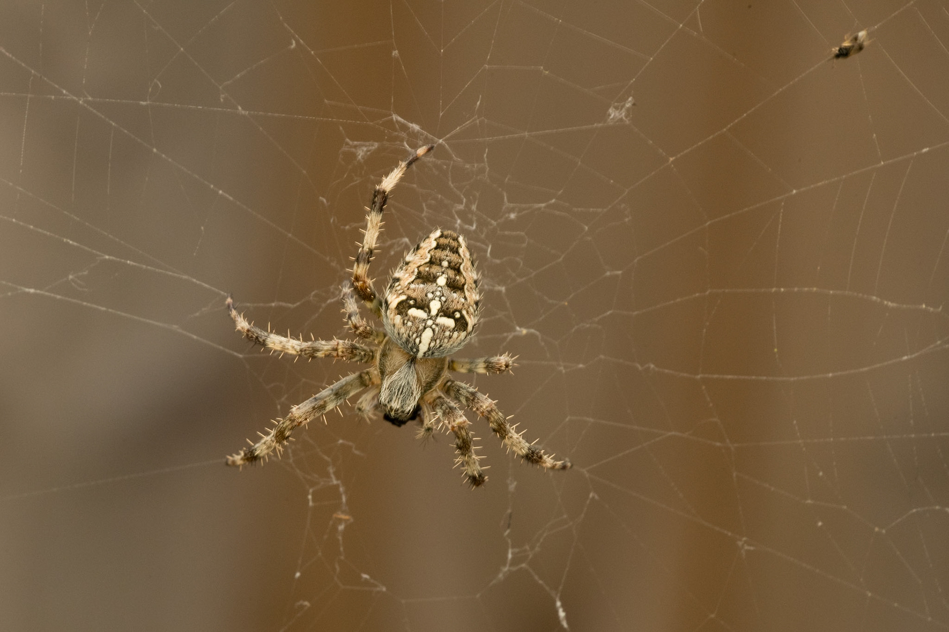 Garden Spider  with prey