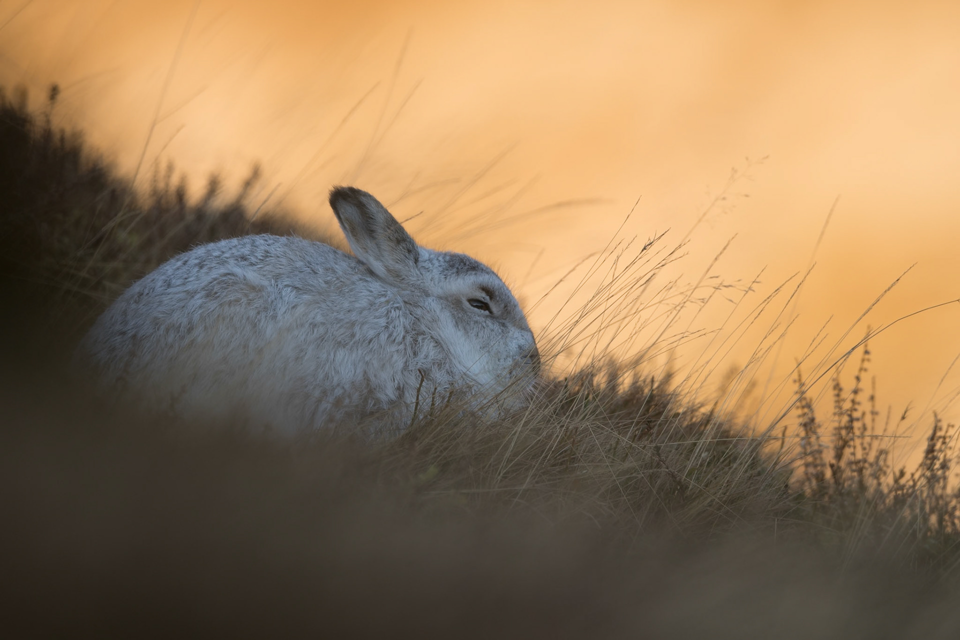 Mountain Hare