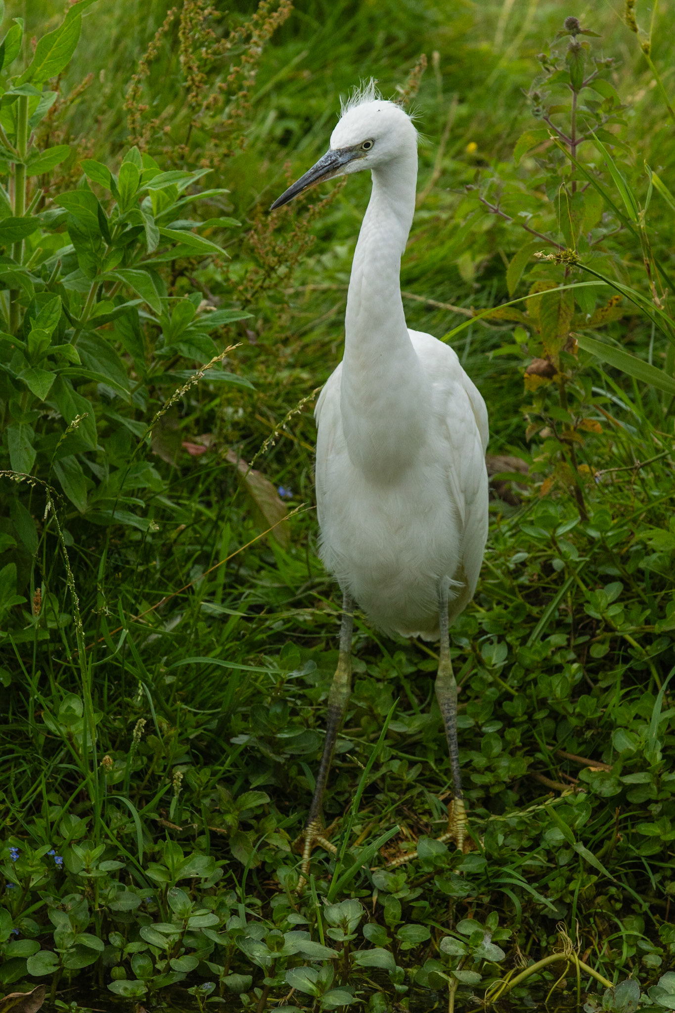 Little egret
