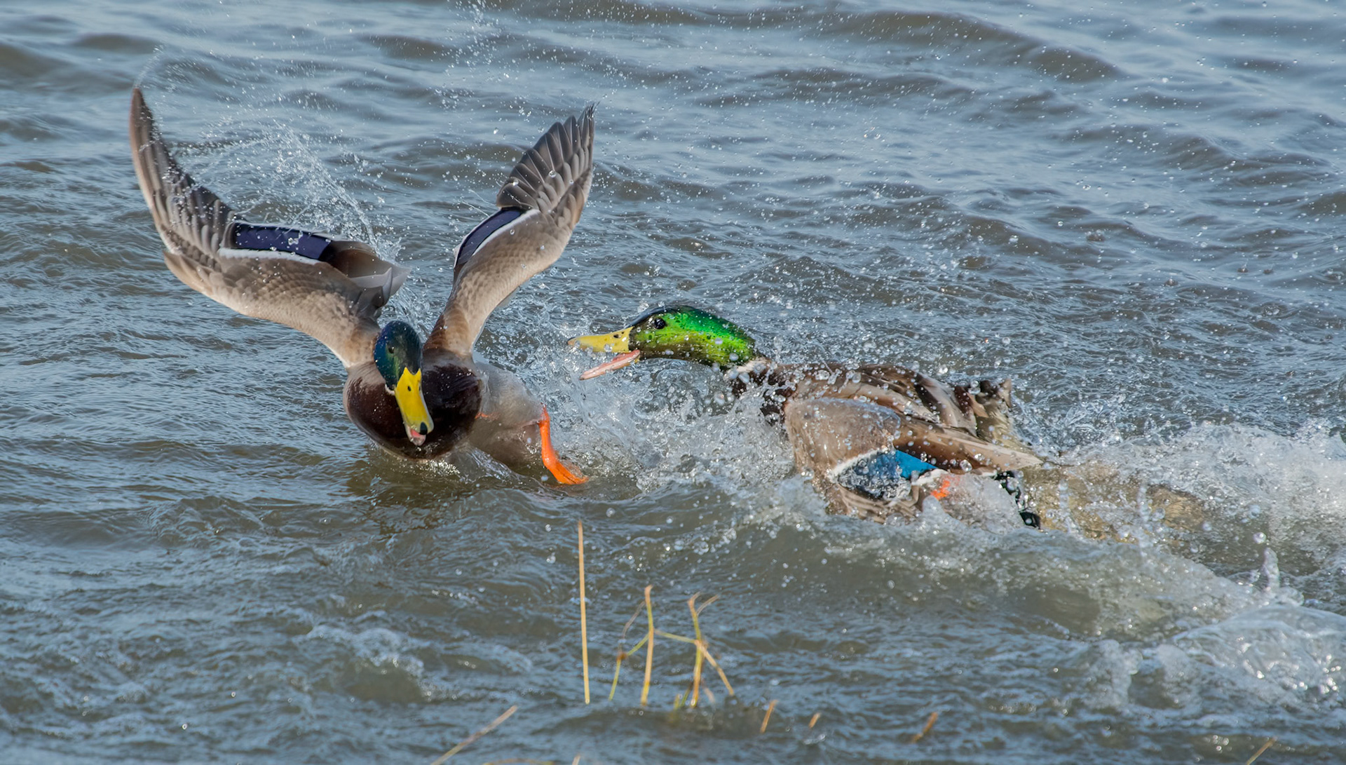 Mallards