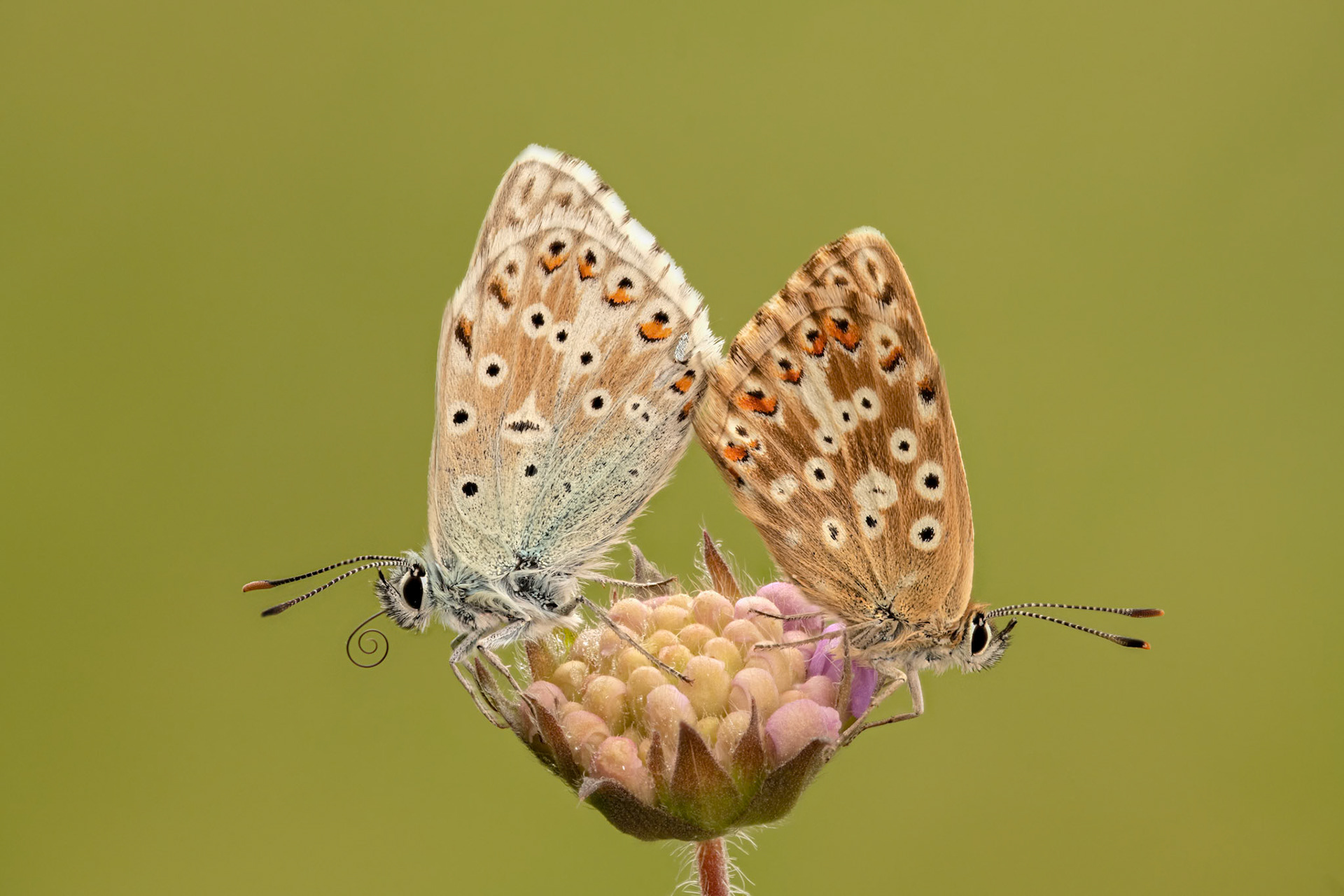 Chalkhill blue pair (m,f) on Field Scabious
