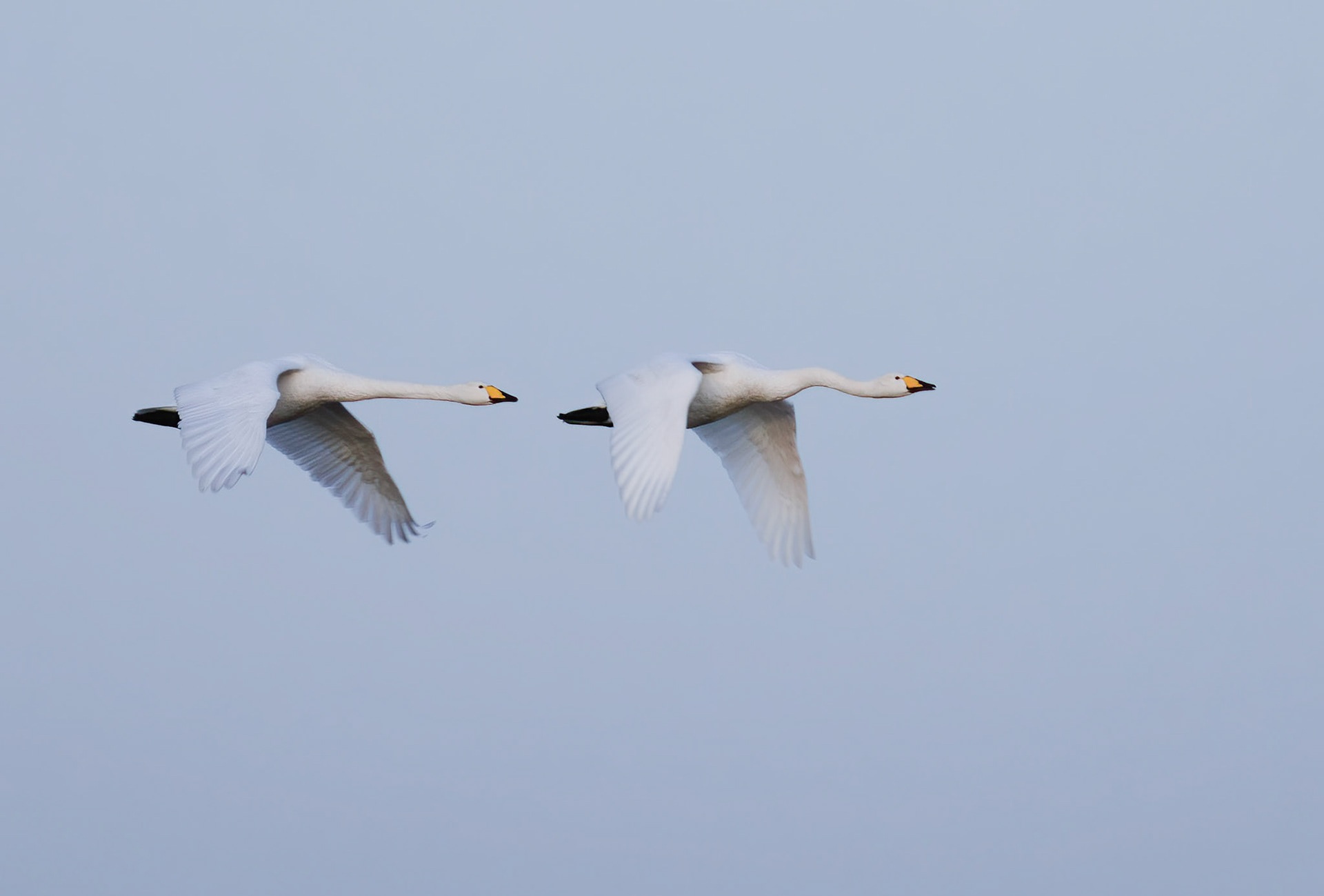 Whopper swan pair
