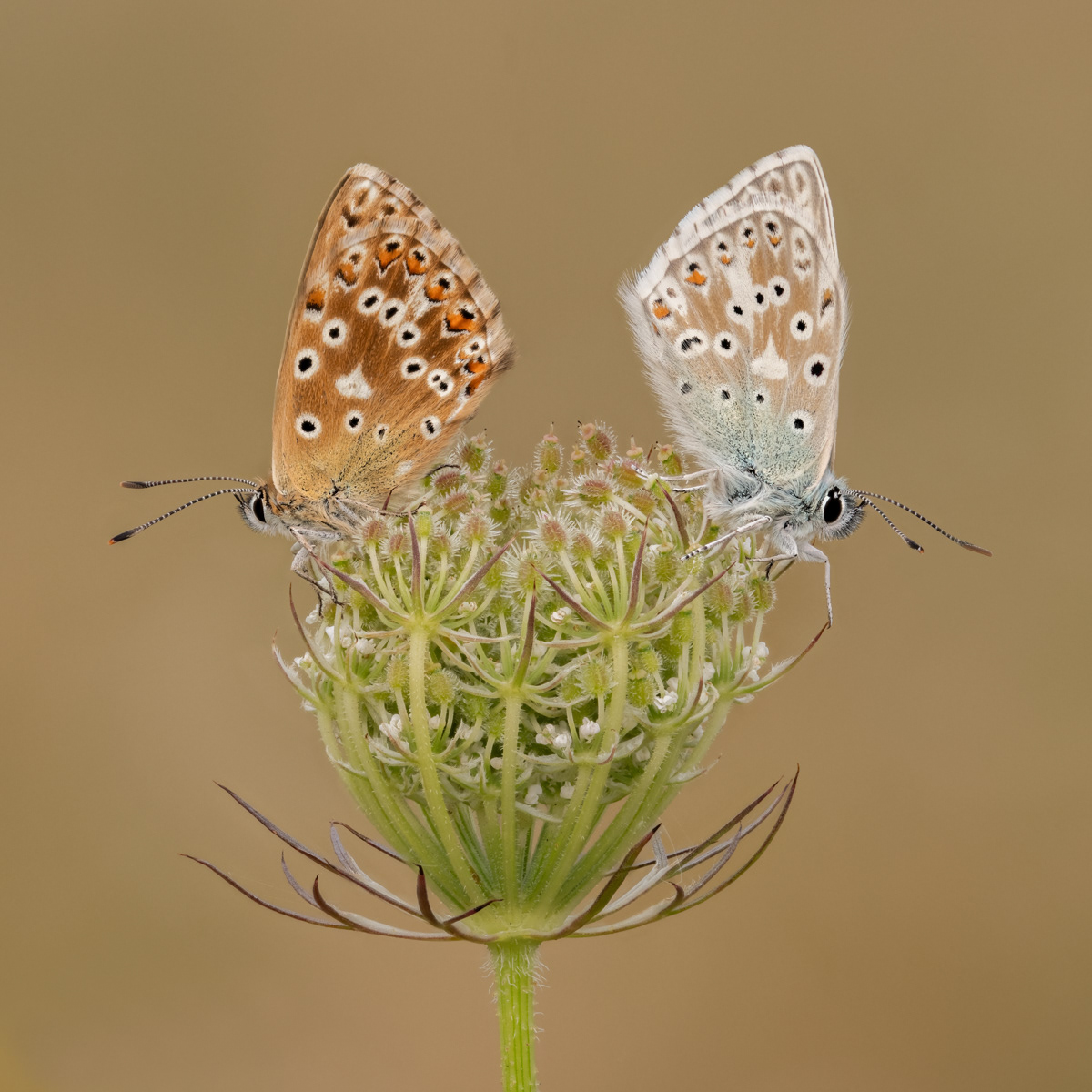 09 | Chalkhill Blues On Wild Carrot