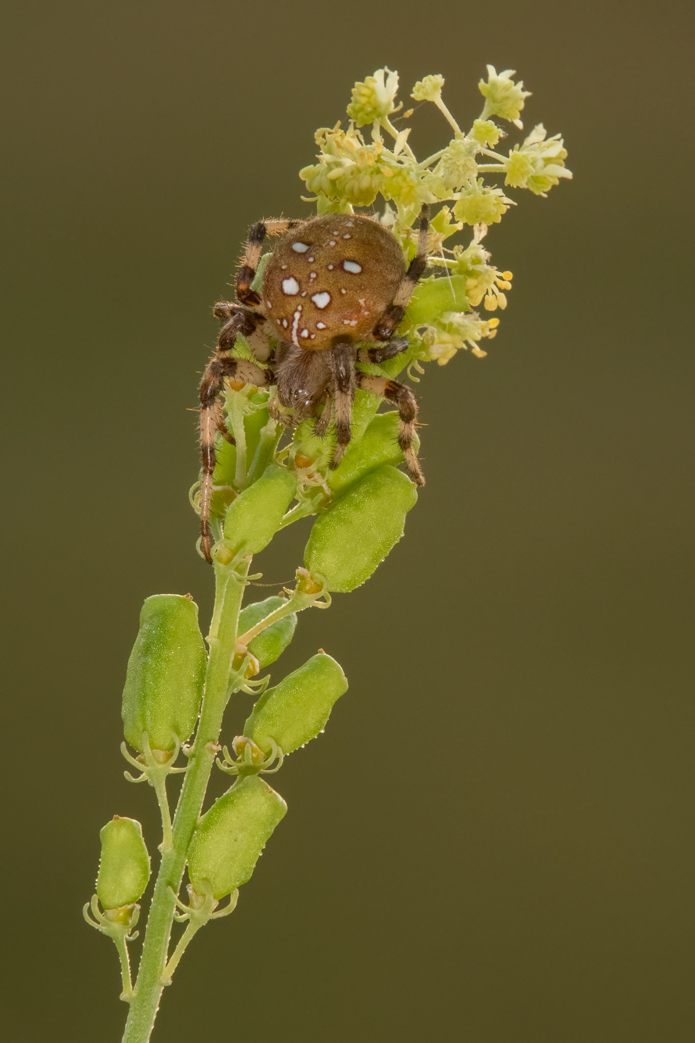 Four-spot Orb Weaver