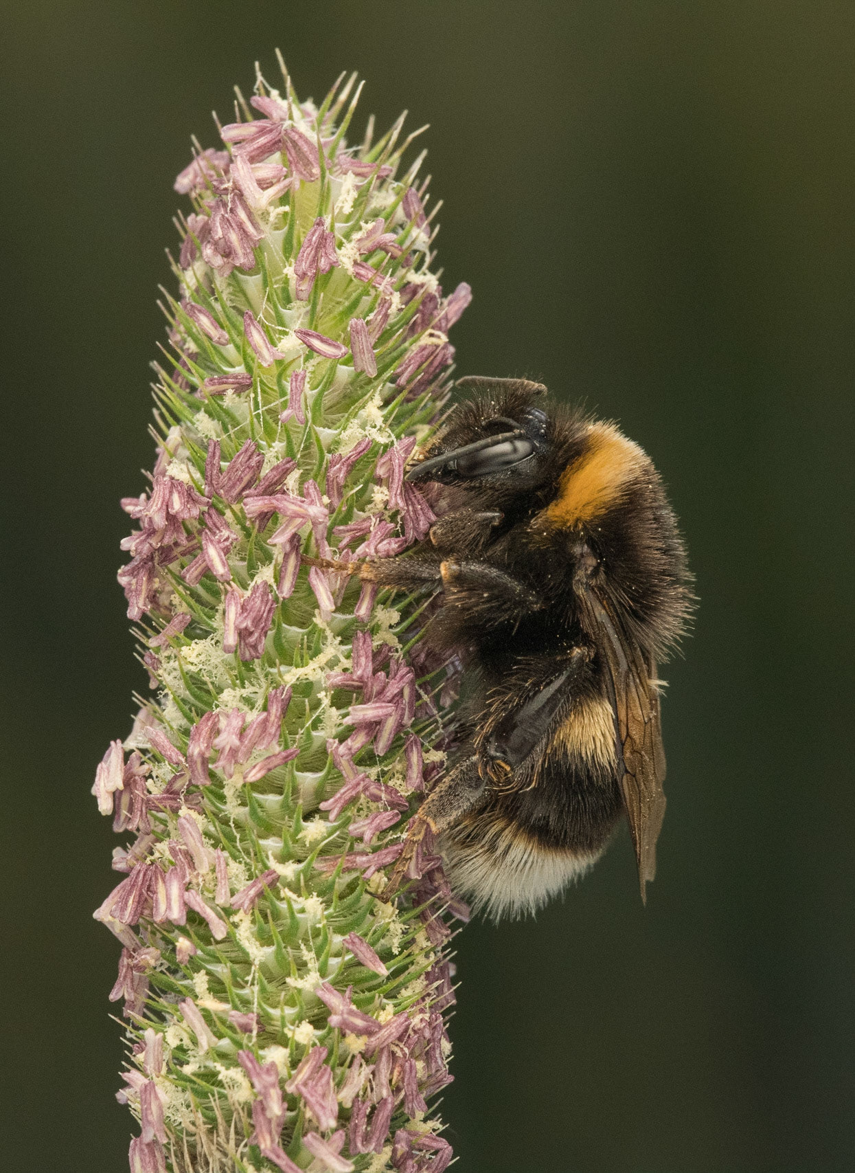 White-tailed bumblebee on Timothy grass