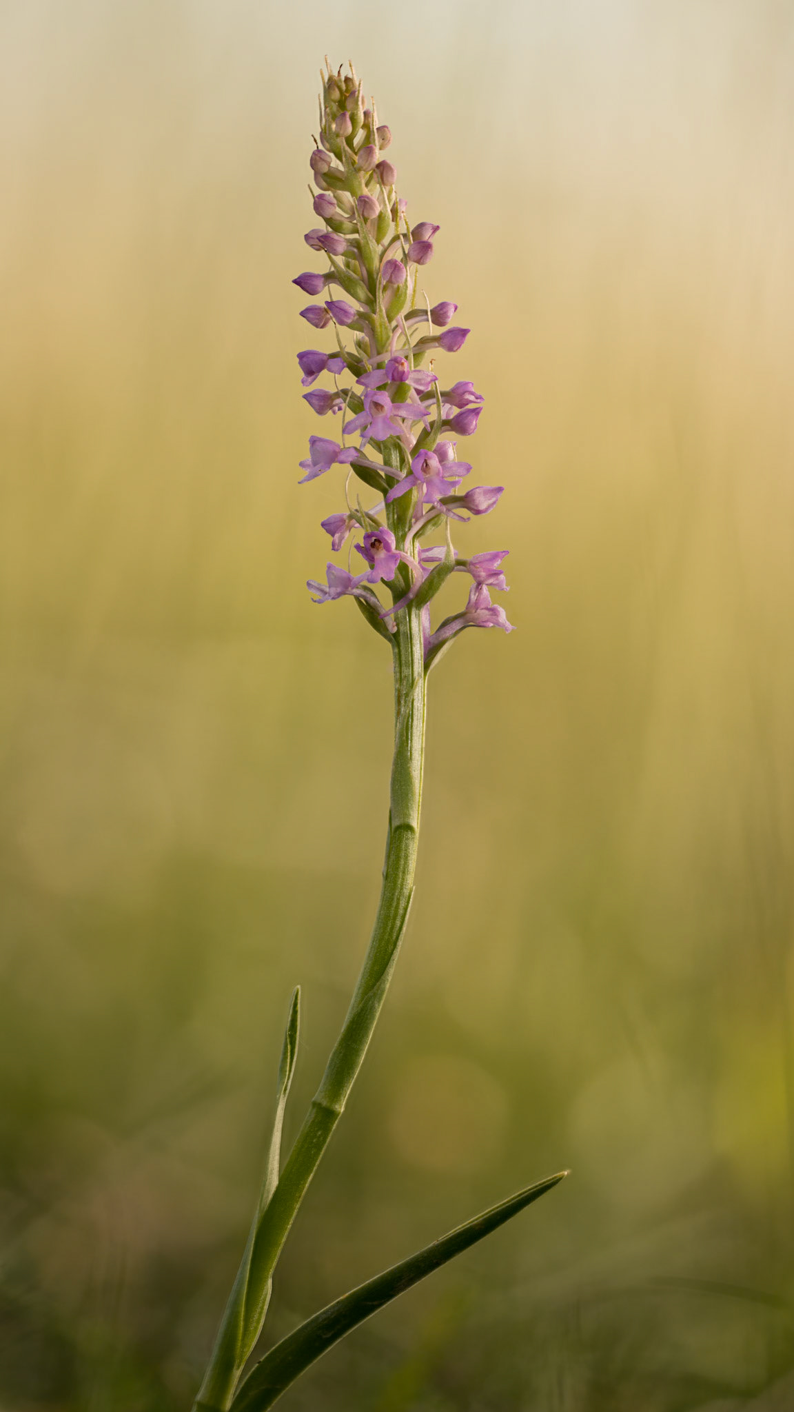 Chalk Fragant Orchid