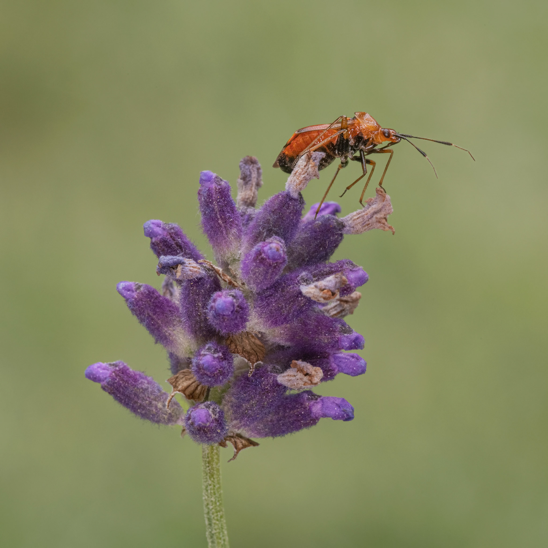 Plant bug on lavender