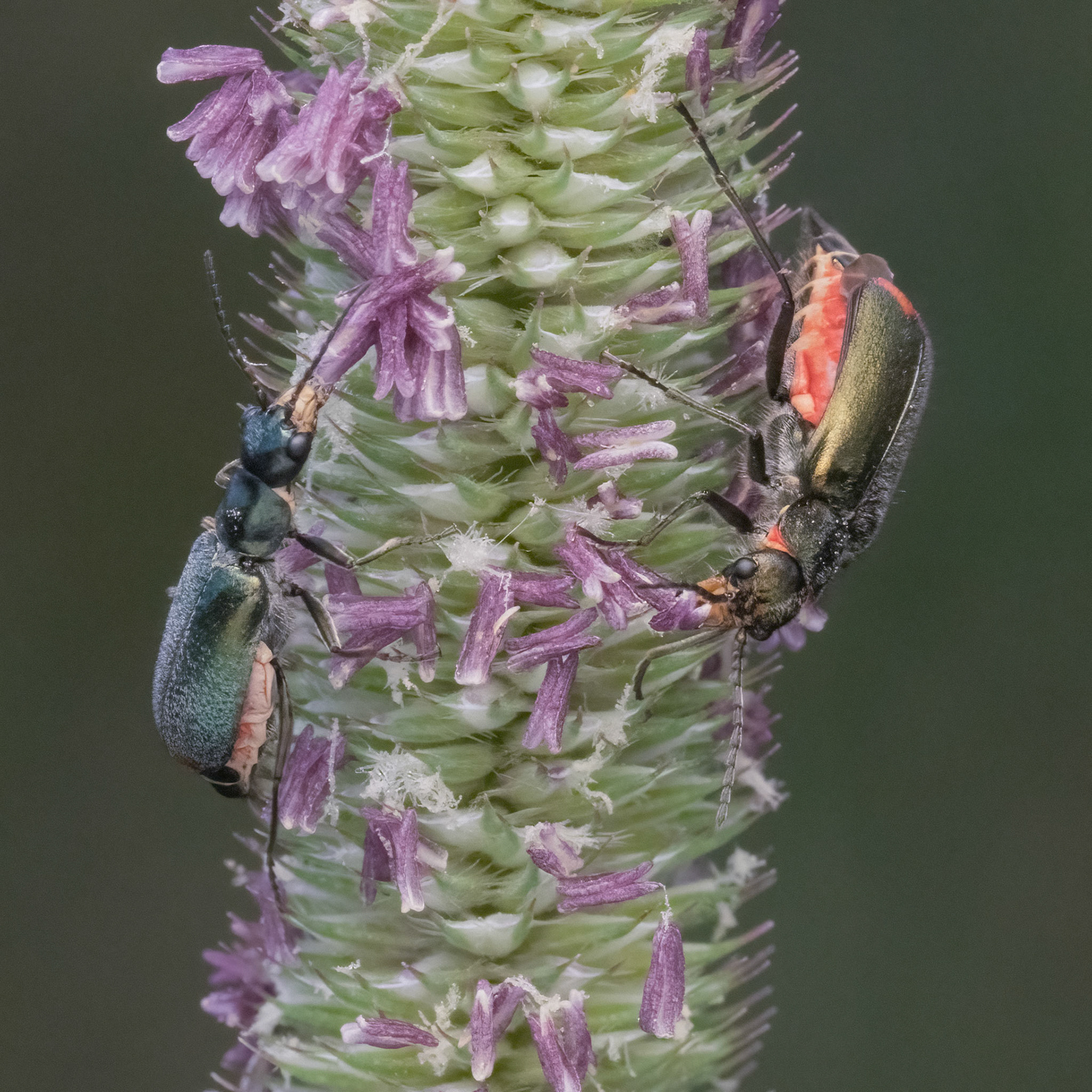 Scarlet Malachite Beetles (f, m)