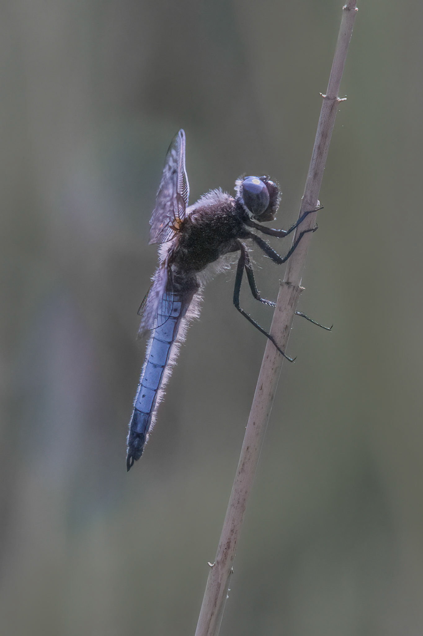 Scarce Chaser (m)
