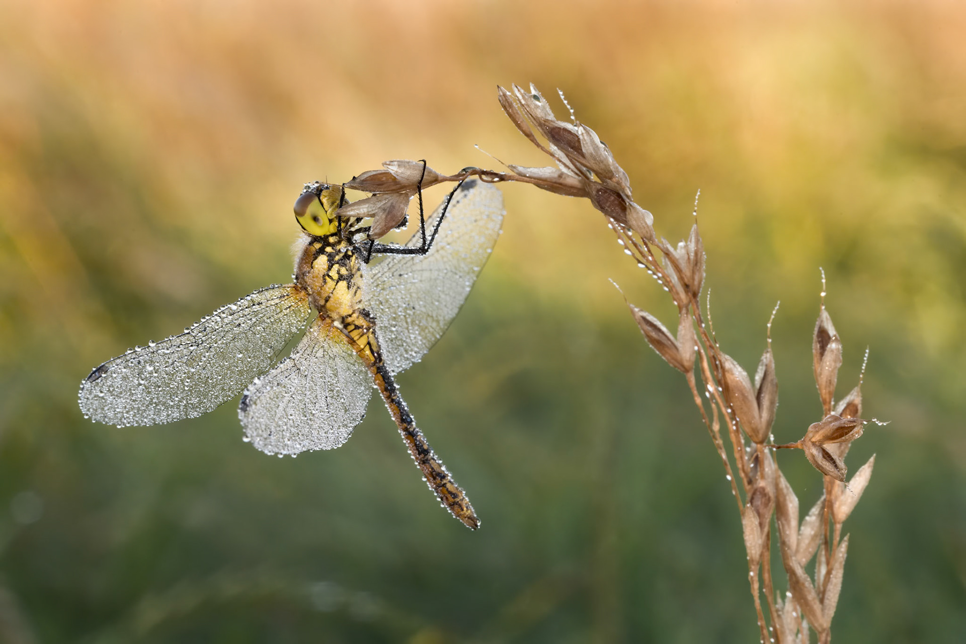 Common Darter (m)