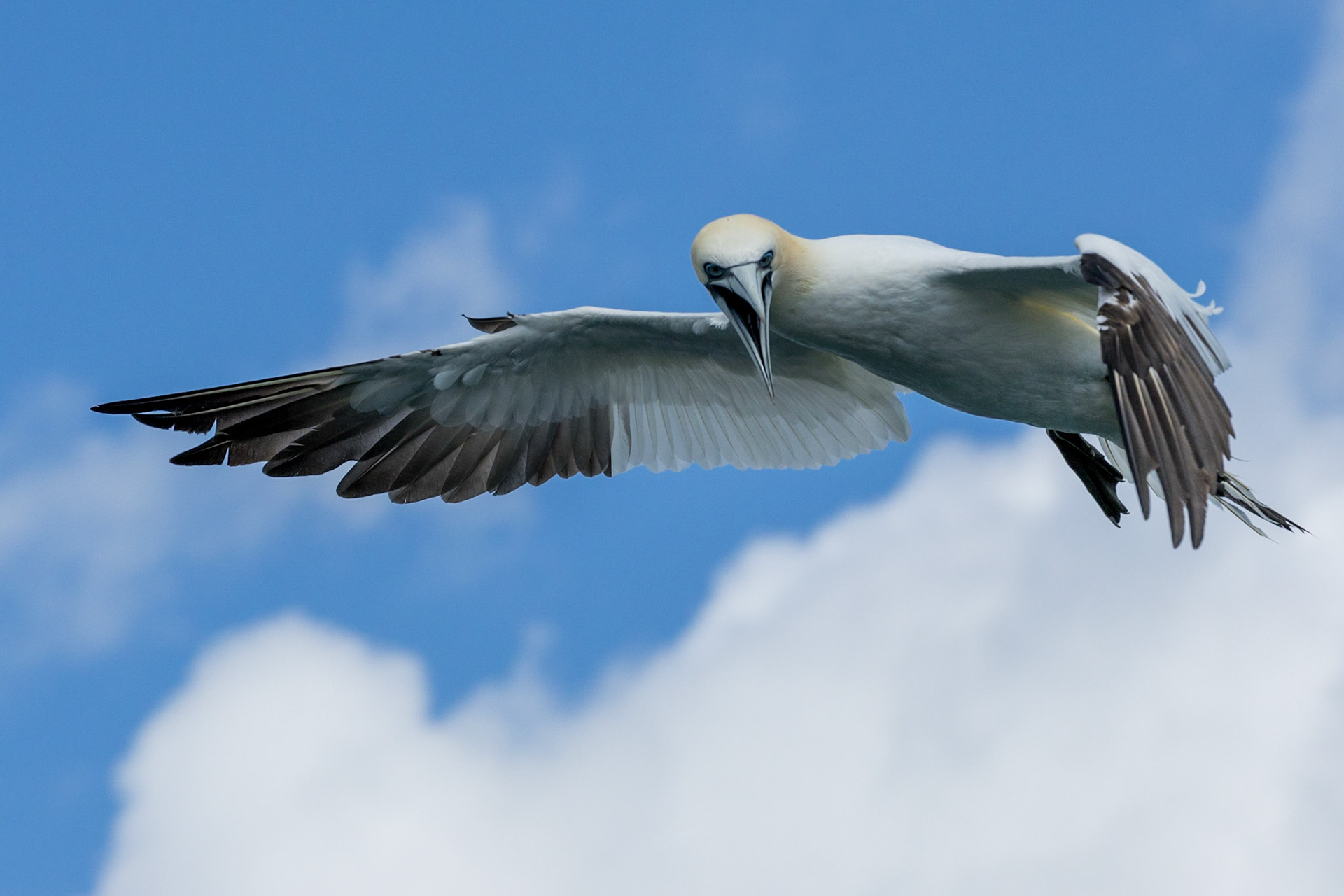 Gannet