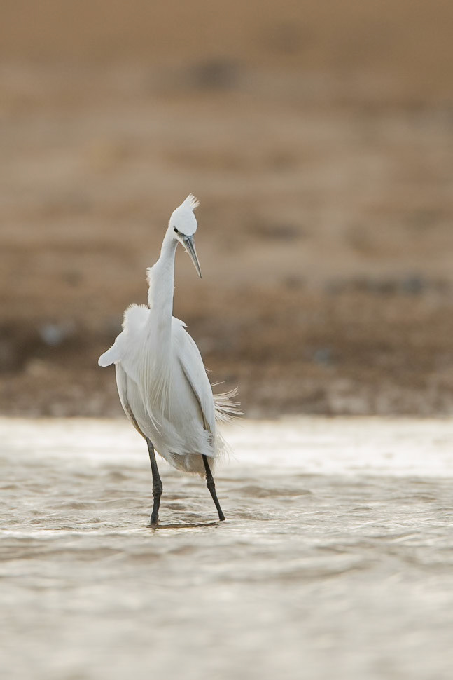 Little Egret