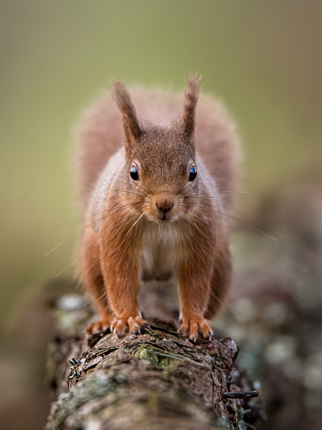 Red Squirrel