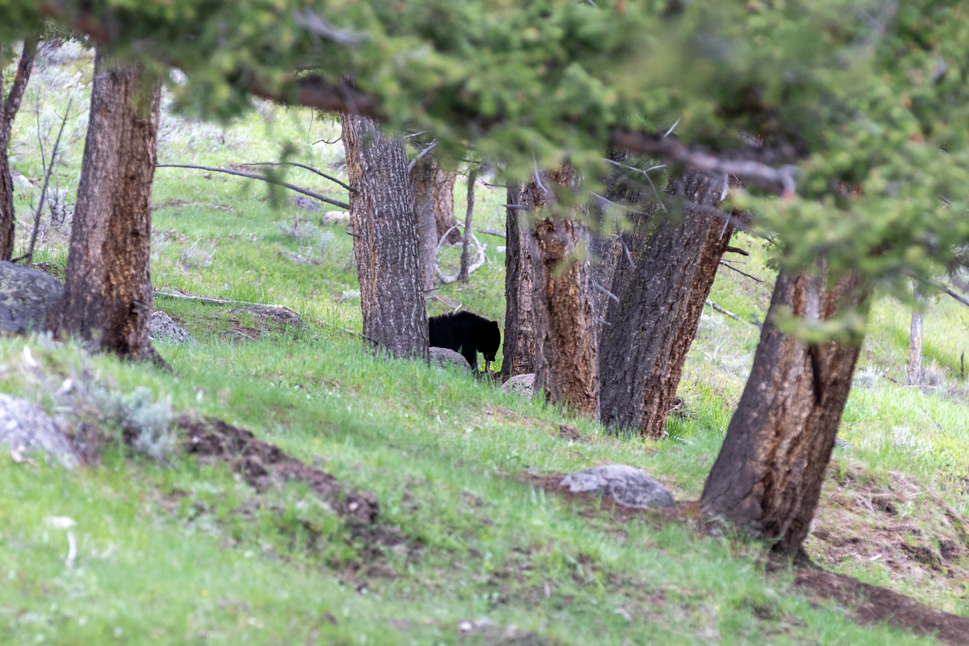 A Black Bear eating it's lunch of Elk