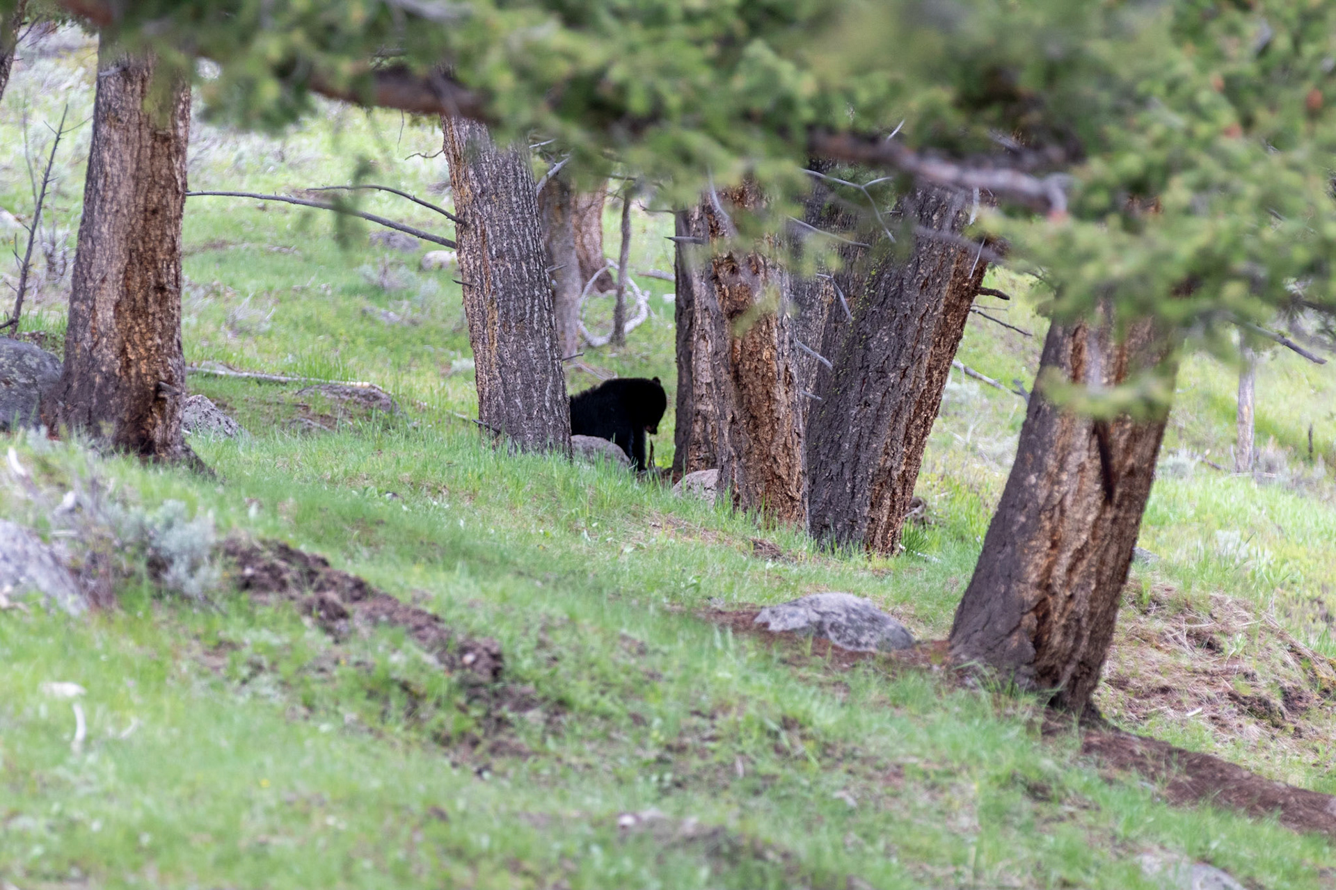 A Black Bear eating it's lunch of Elk