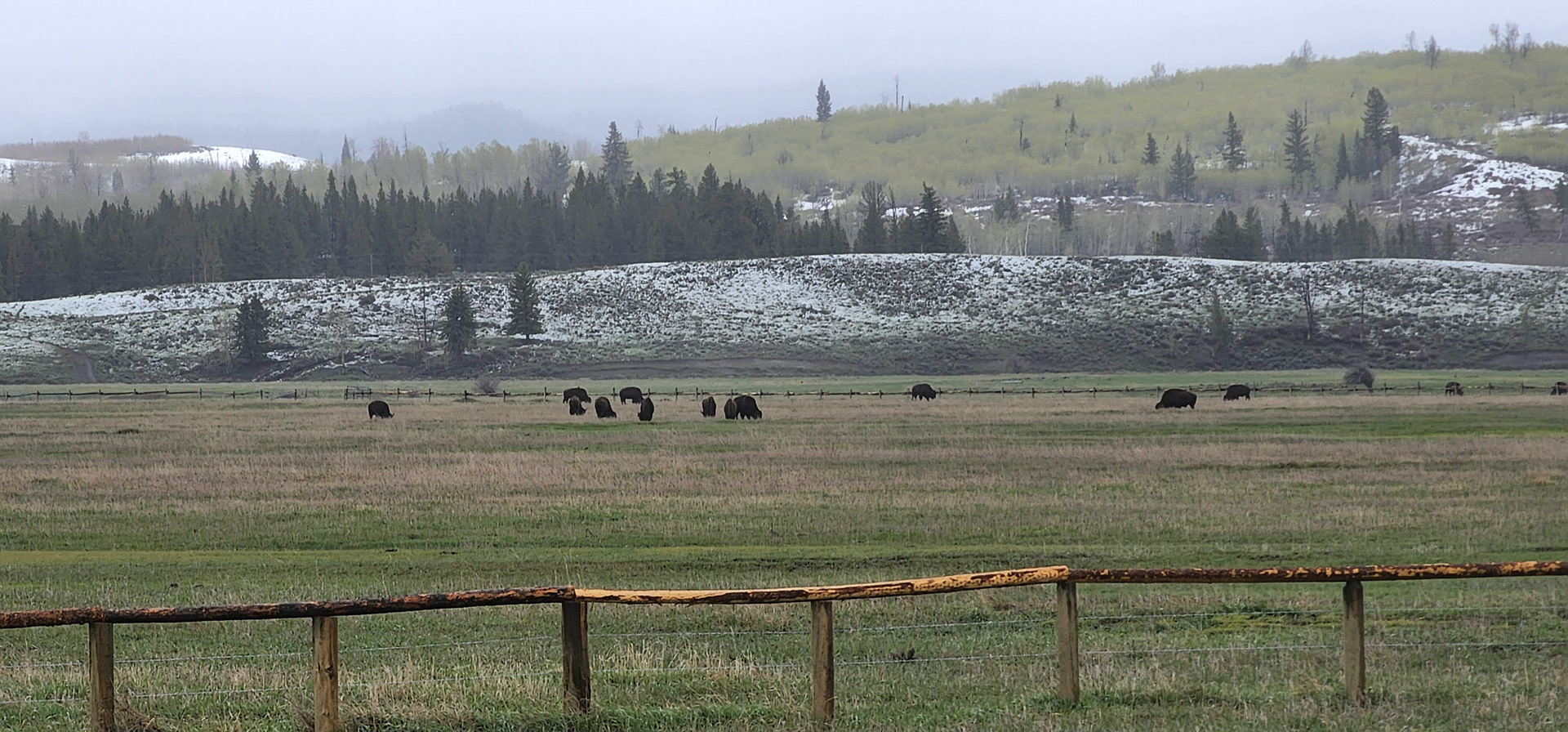 More Bison (or as some people call them, Buffalo)
