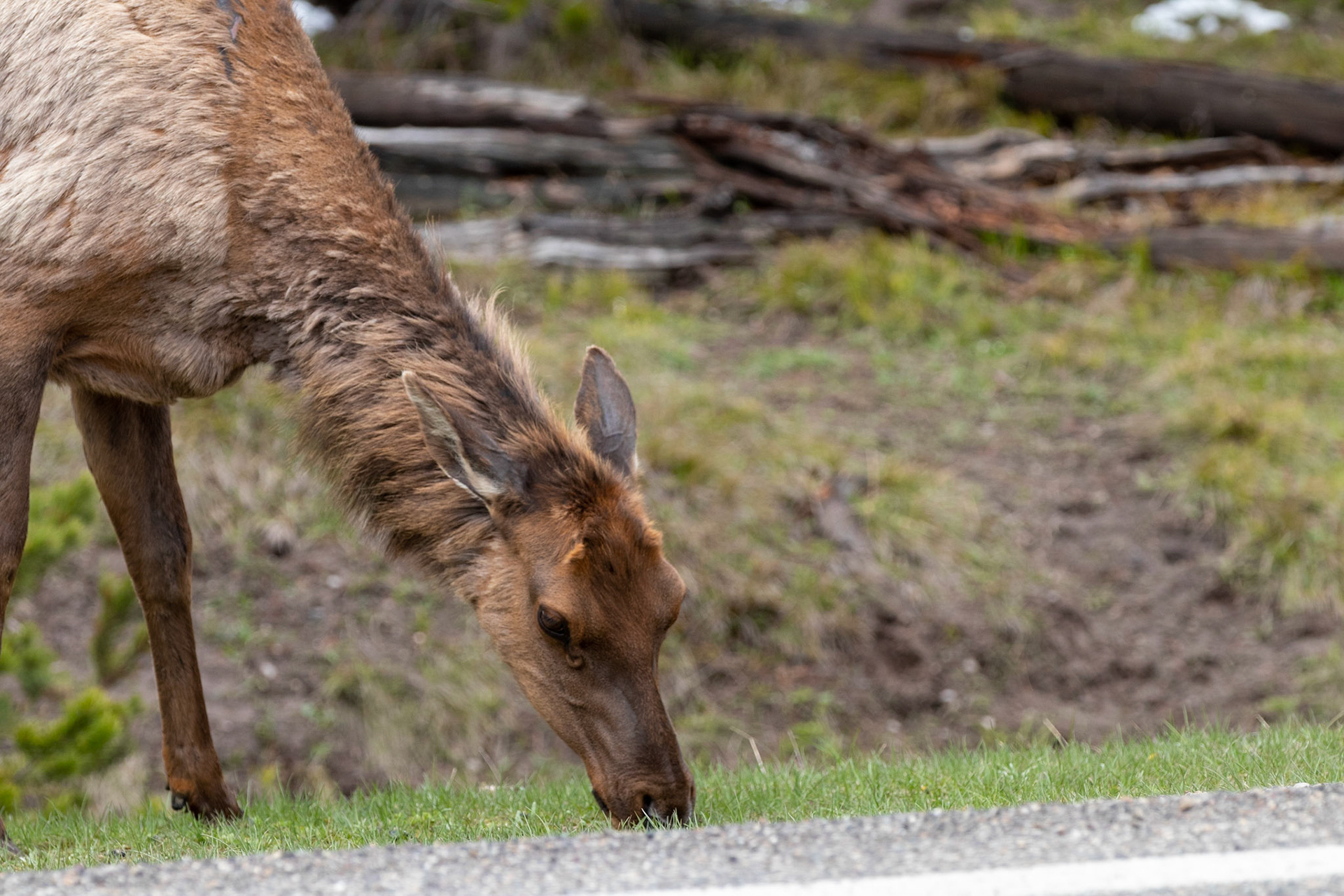 Elk found grazing at the intersection between West Thumb and Old Faithful near the south of the park.