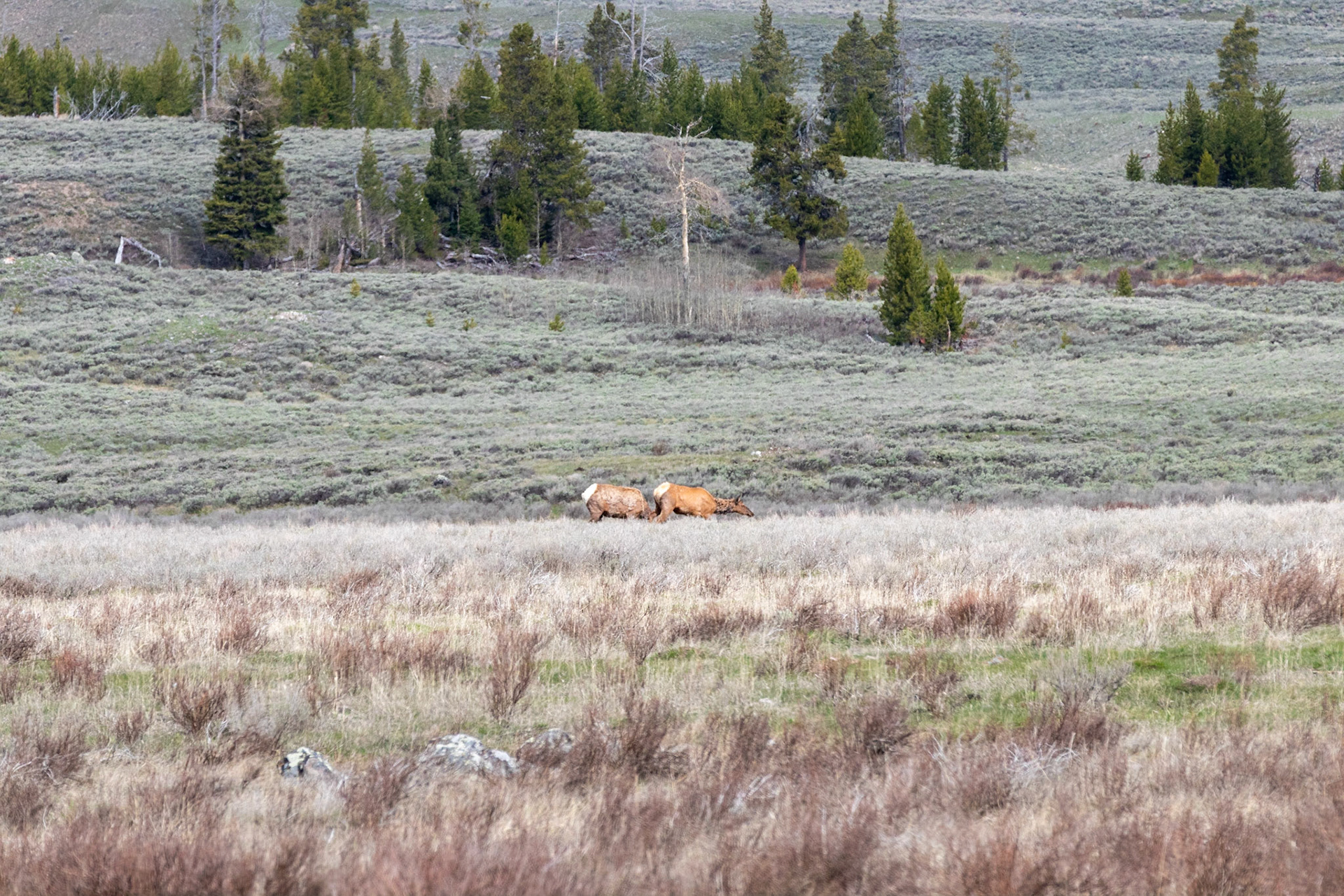 Elks