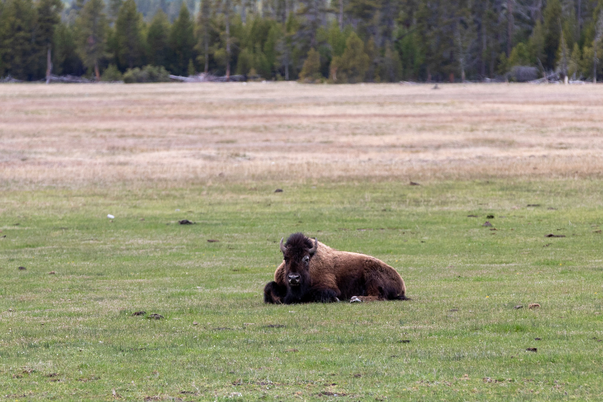 Bison: What? I know your taking a picture of me.