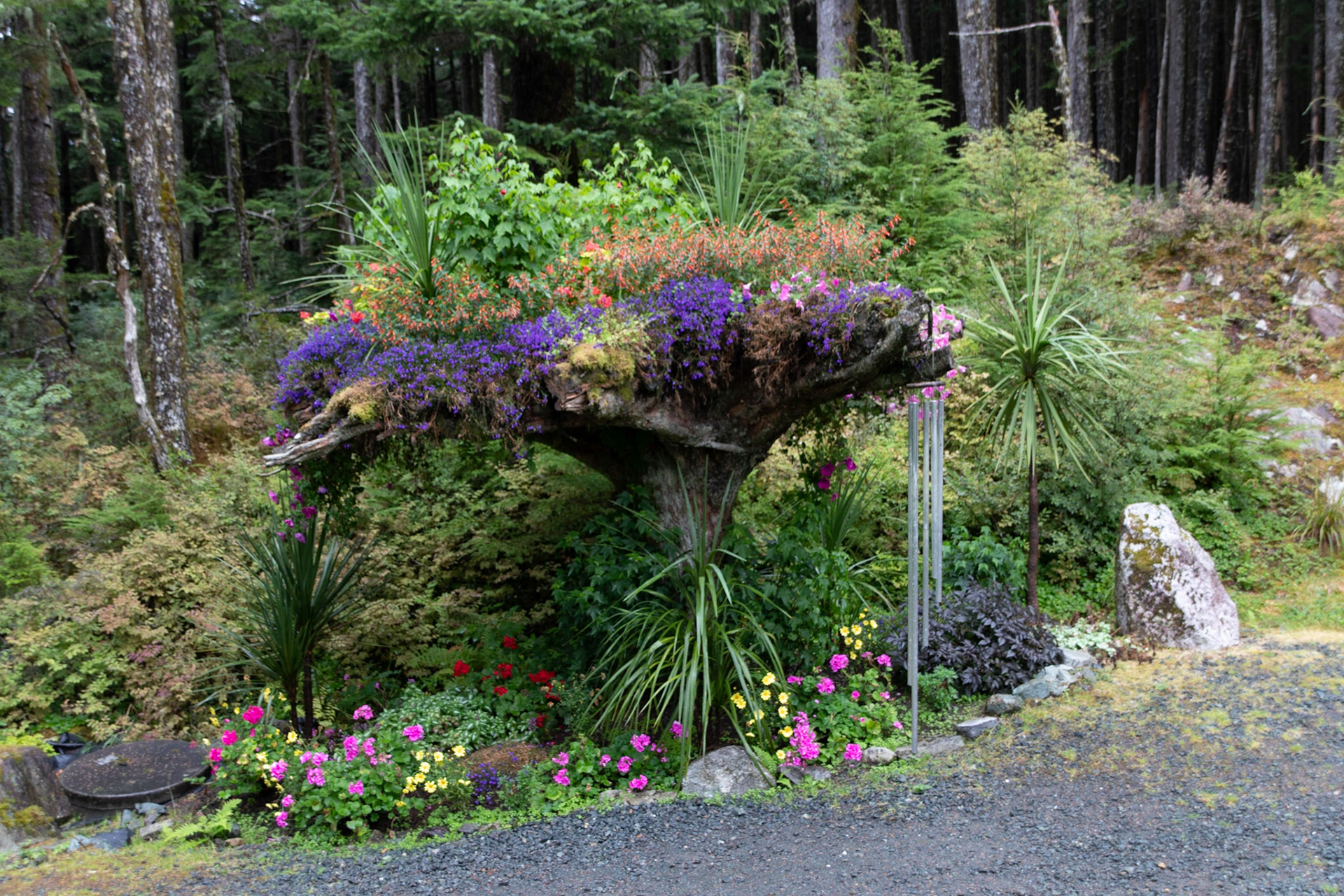 one of the upside-down trees that is the signature item of Glacier gardens. the trees were found dead and driven upside down into the ground, and other plants placed into the root systems