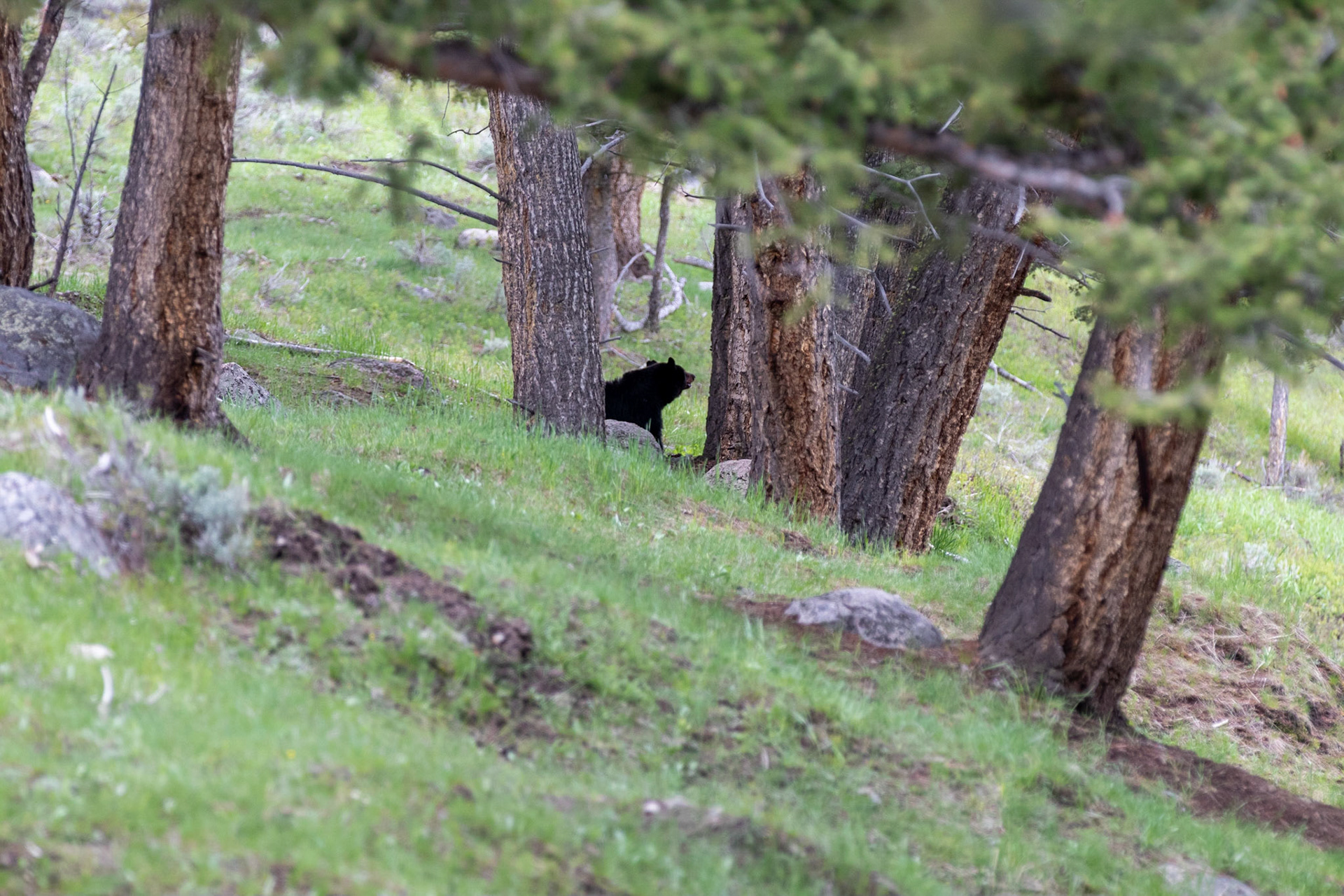 A Black Bear eating it's lunch of Elk