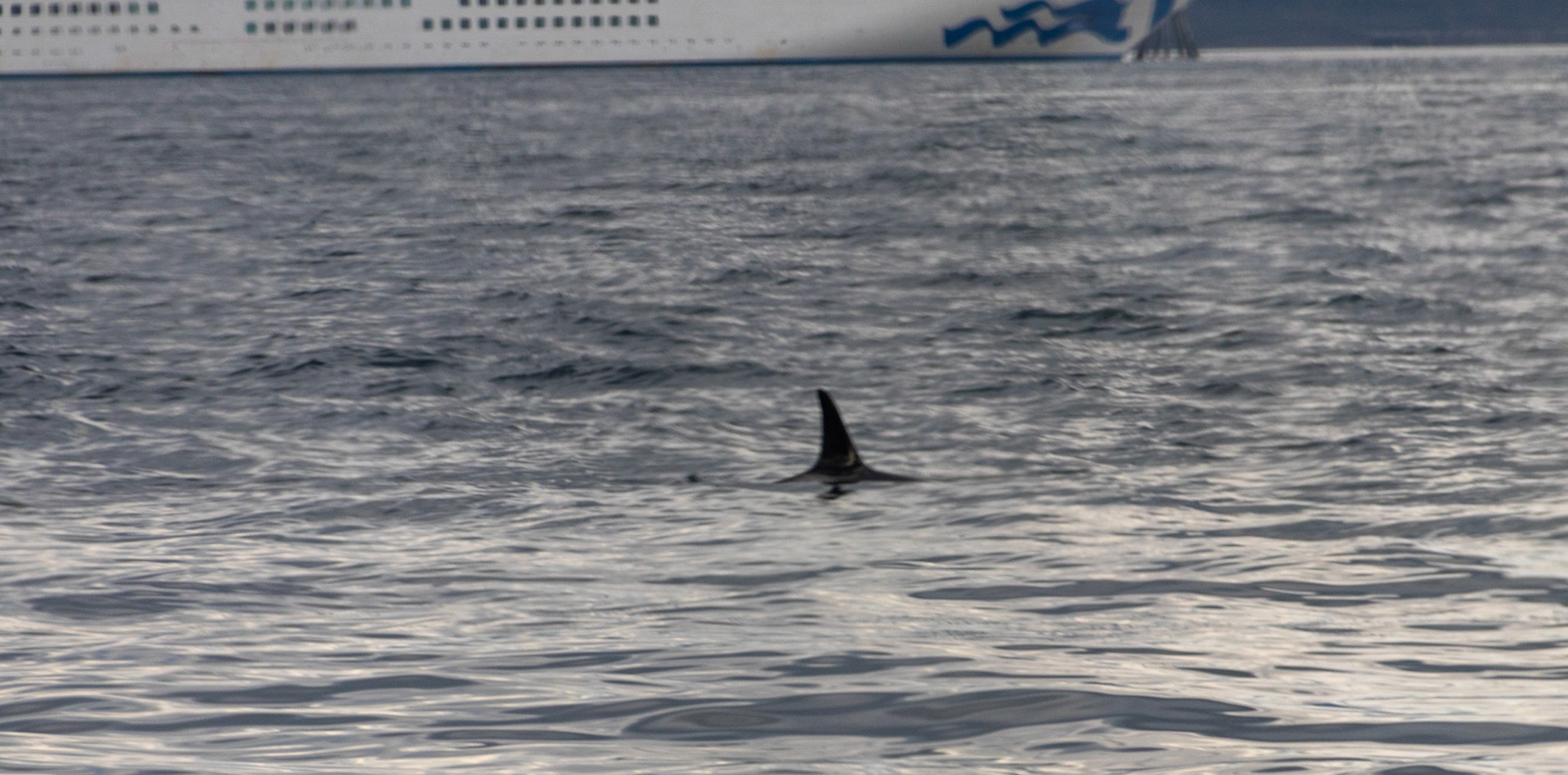 As we left for our whale watching adventure, we found orca swiming in the bay. That is our cruise ship in the background. If we had know to look, we could have seen these form our balcony.